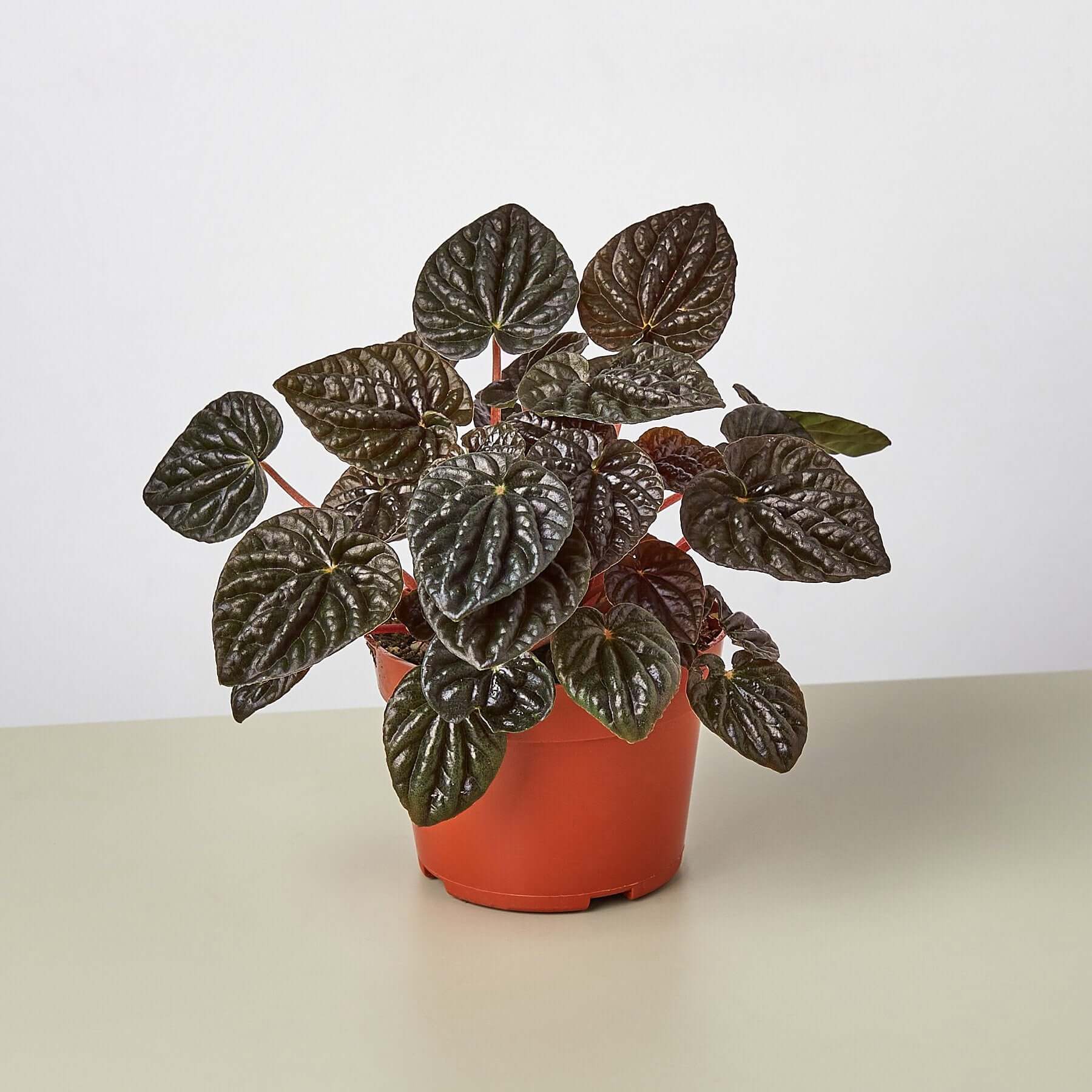 Peperomia - Ripple Red | Modern house plants that clean the air