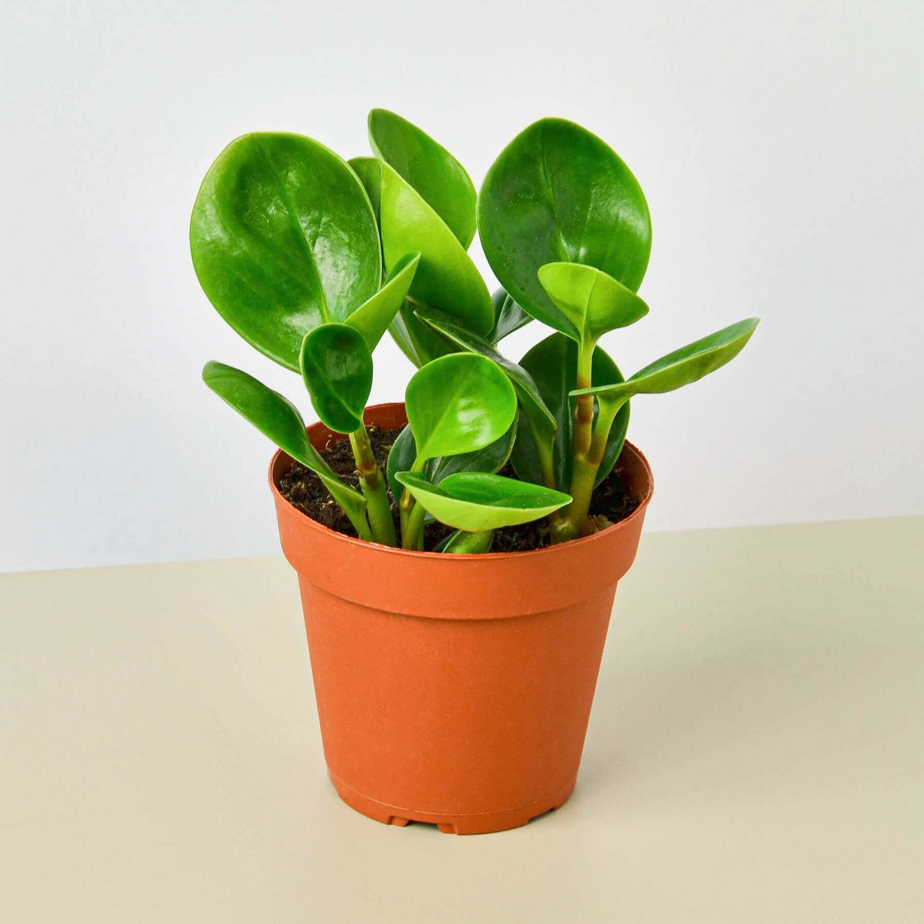 Peperomia Obtusifolia | Modern house plants that clean the air