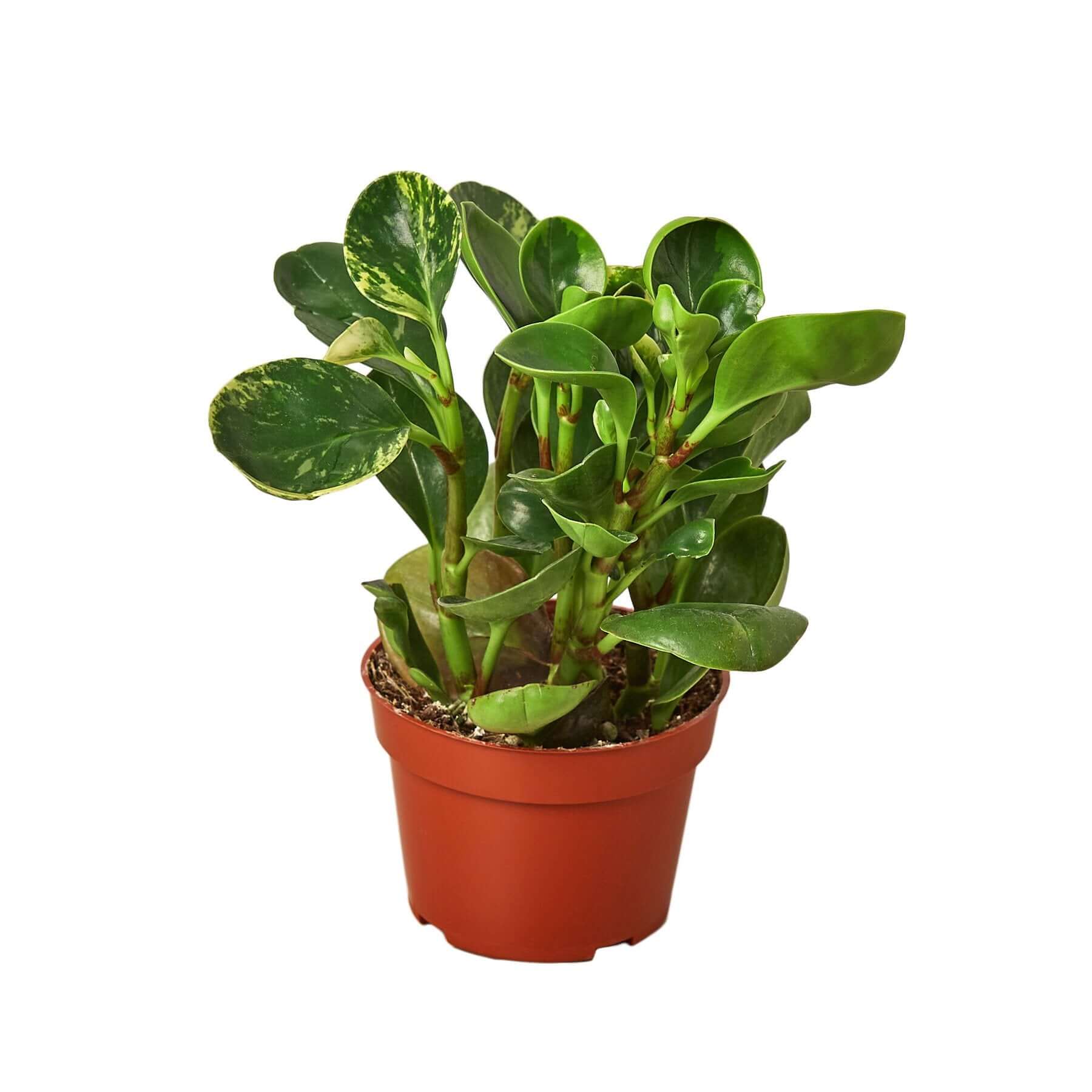 Peperomia - Marble | Modern house plants that clean the air
