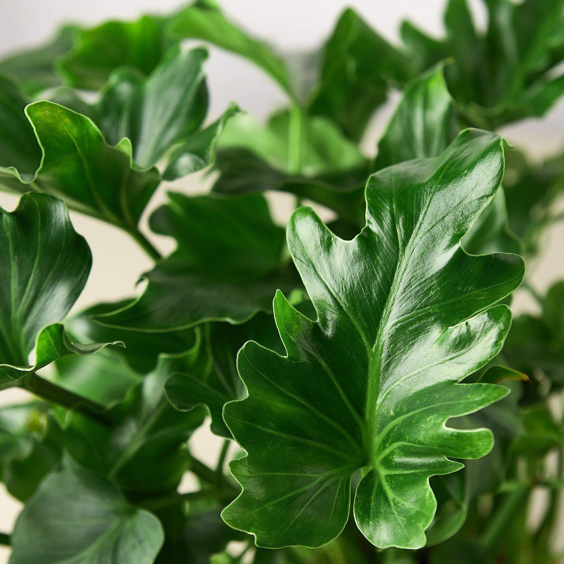 Philodendron - Little Hope | Modern house plants that clean the air