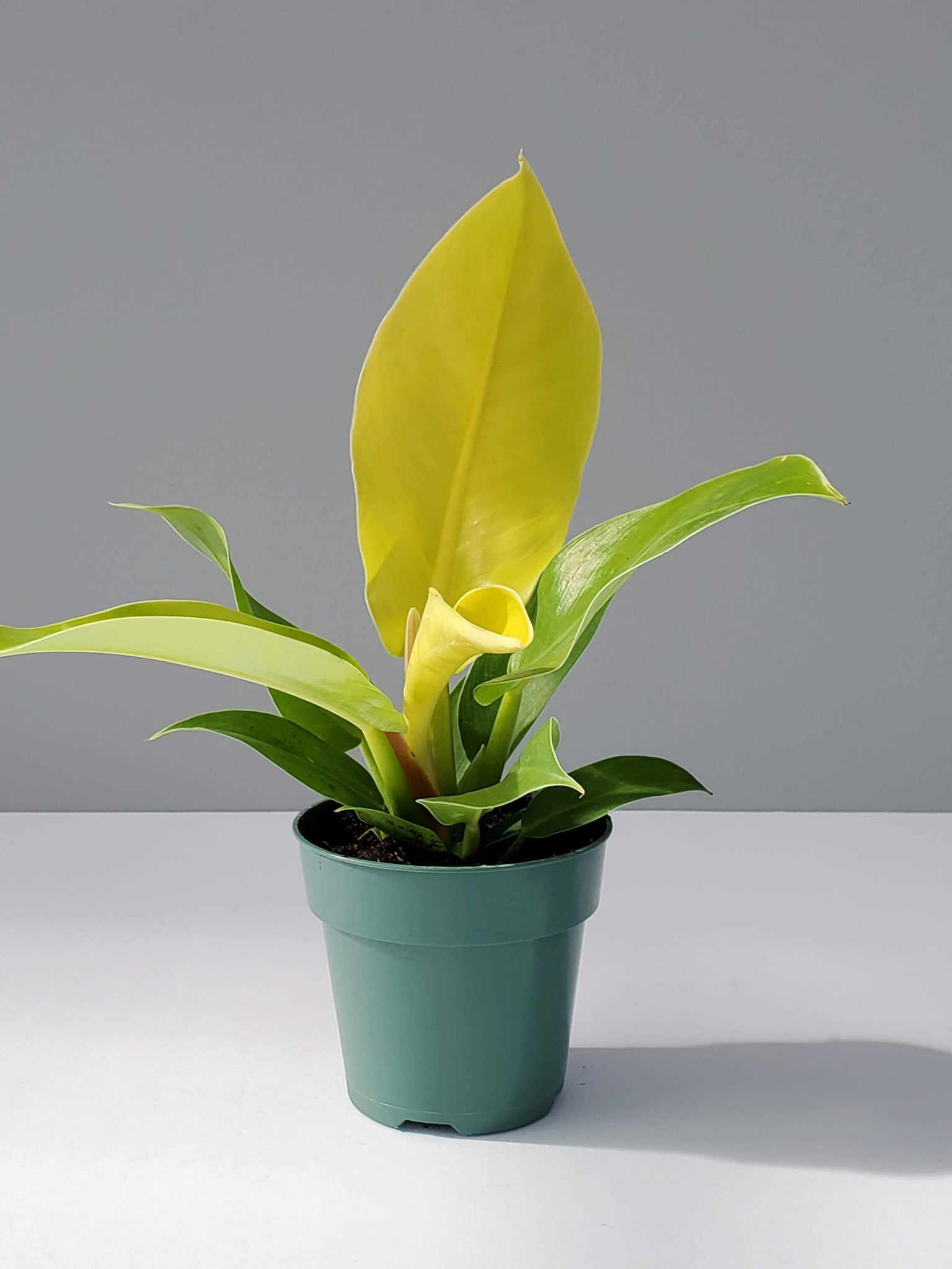 Philodendron - Moonlight | Modern house plants that clean the air