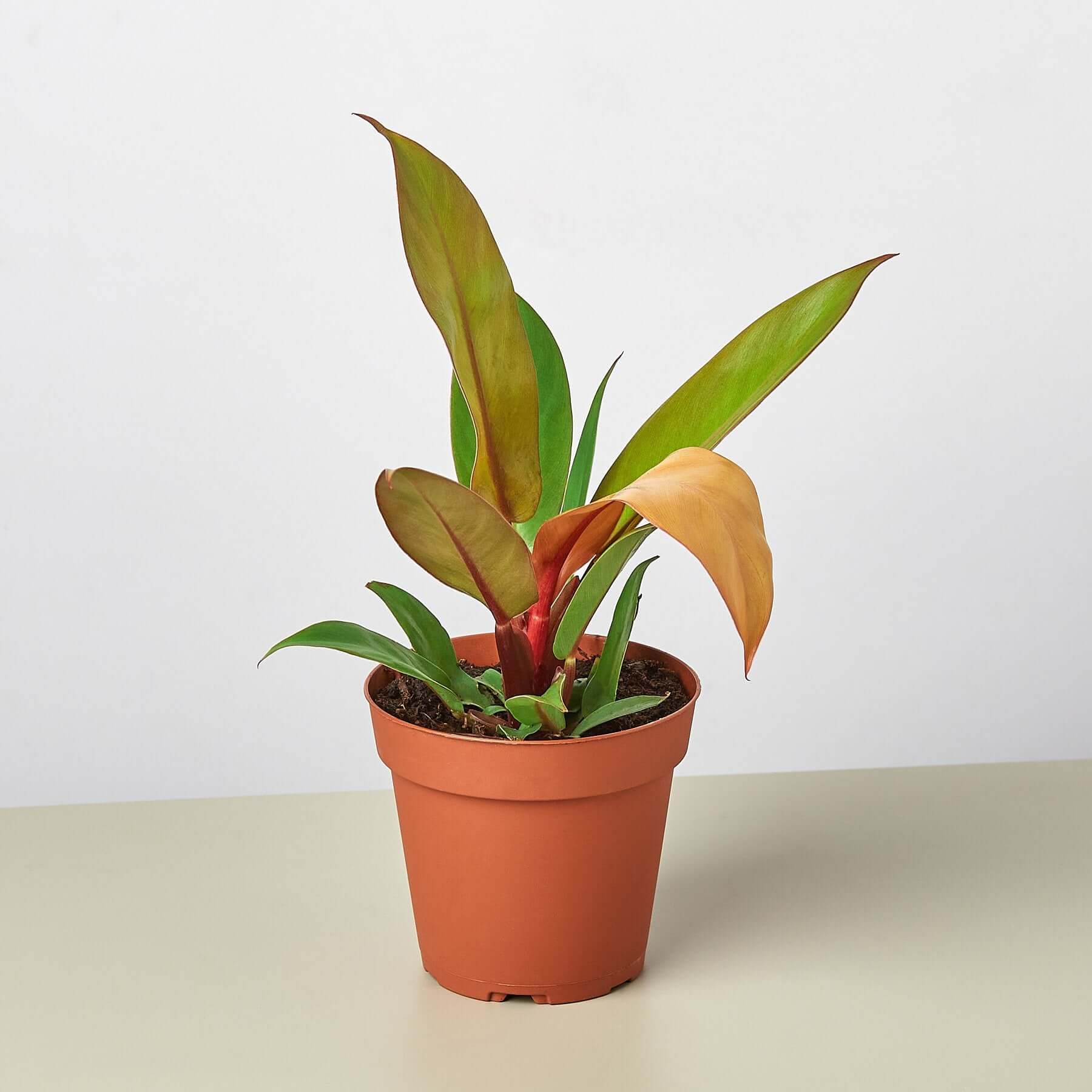 Philodendron - Prince of Orange | Modern house plants that clean the air