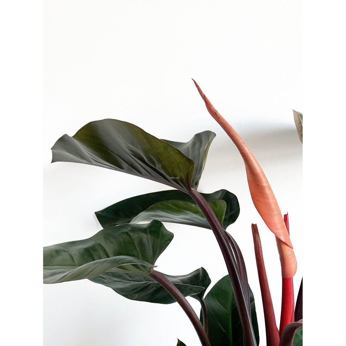 Philodendron - Red Congo | Modern house plants that clean the air