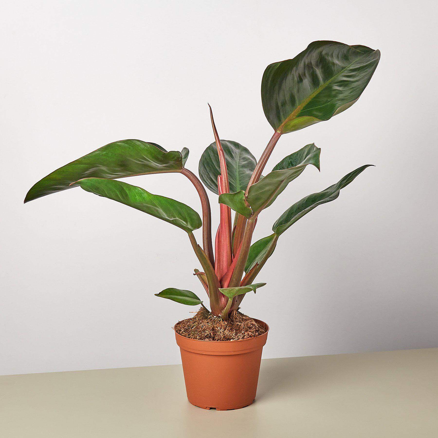 Philodendron - Red Congo | Modern house plants that clean the air