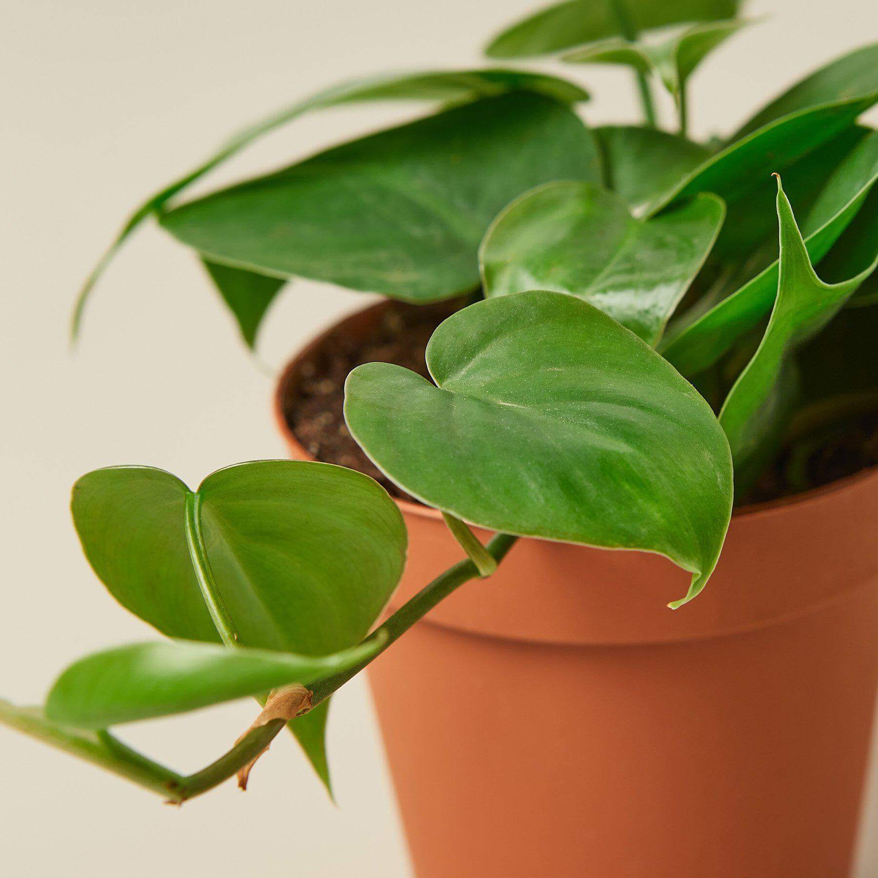 Philodendron Cordatum-  Heartleaf Philodendron | Modern house plants that clean the air