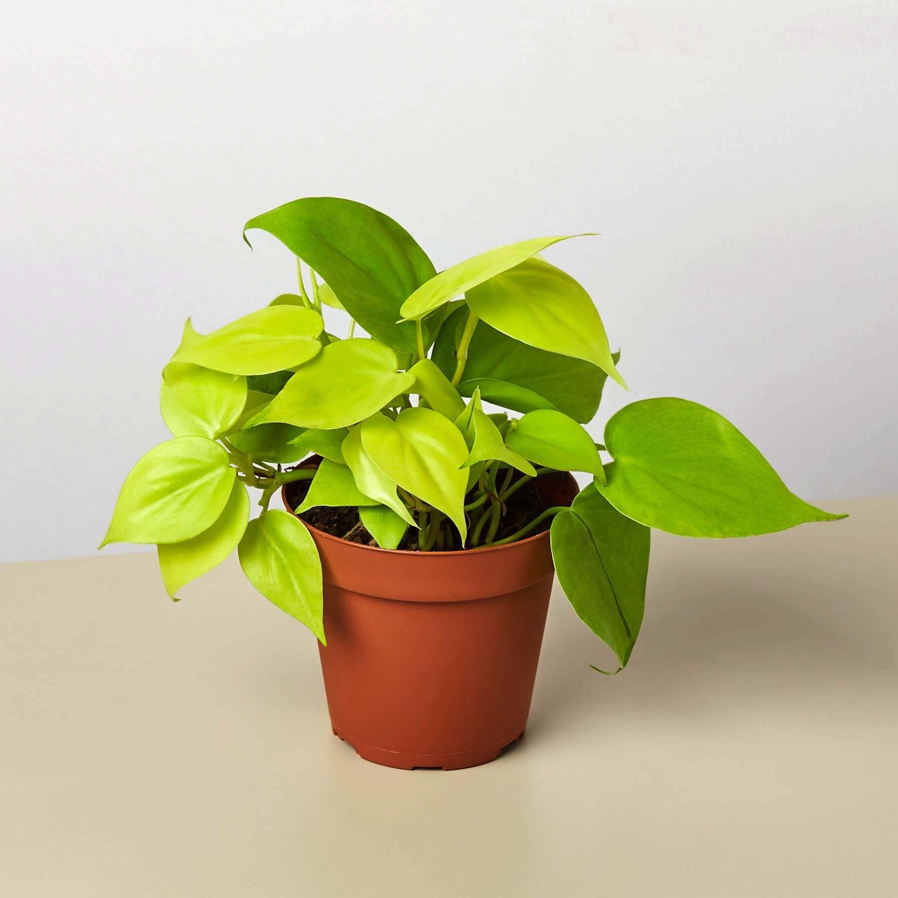 Philodendron Cordatum - Neon | Modern house plants that clean the air