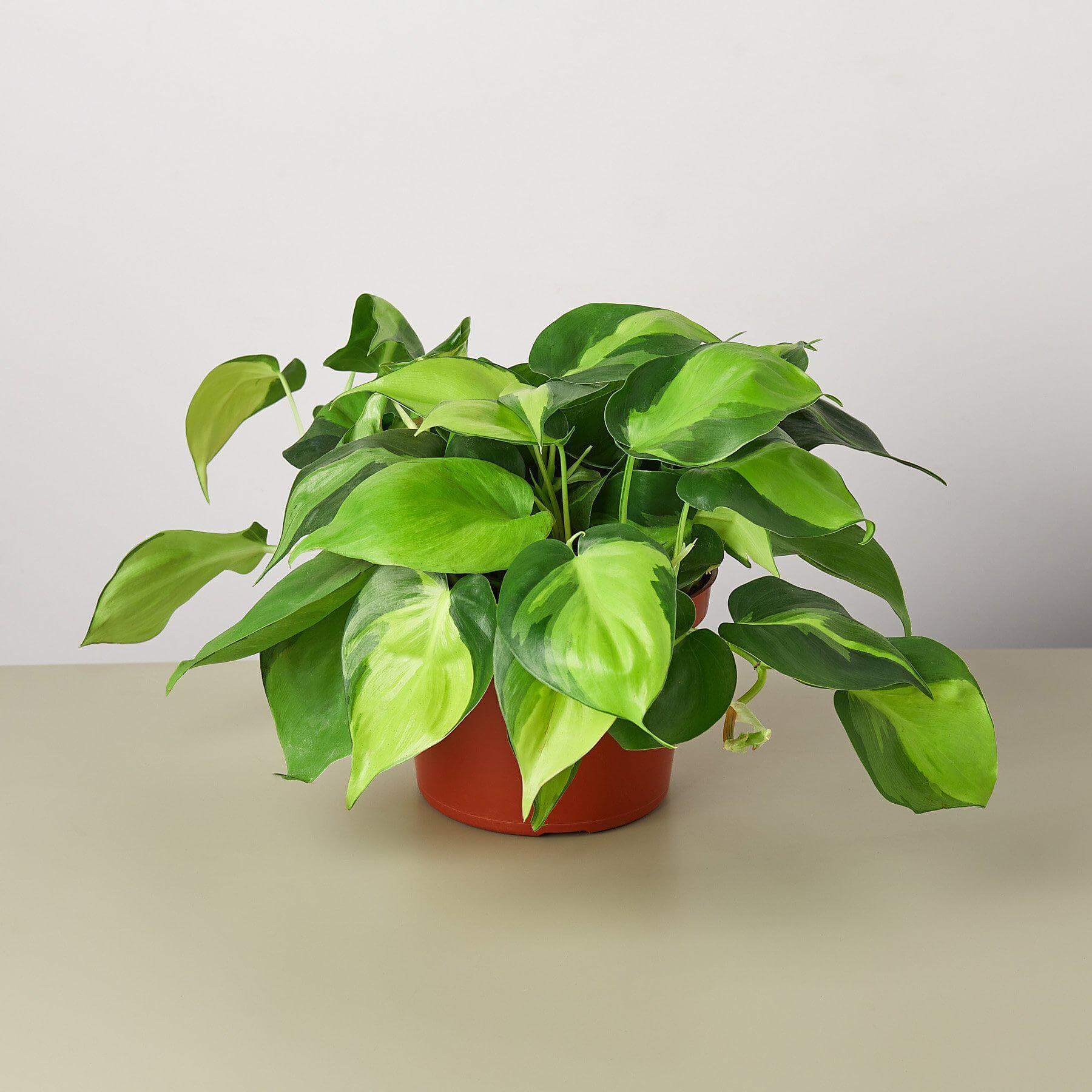Philodendron Hederaceum - Brasil | Modern house plants that clean the air