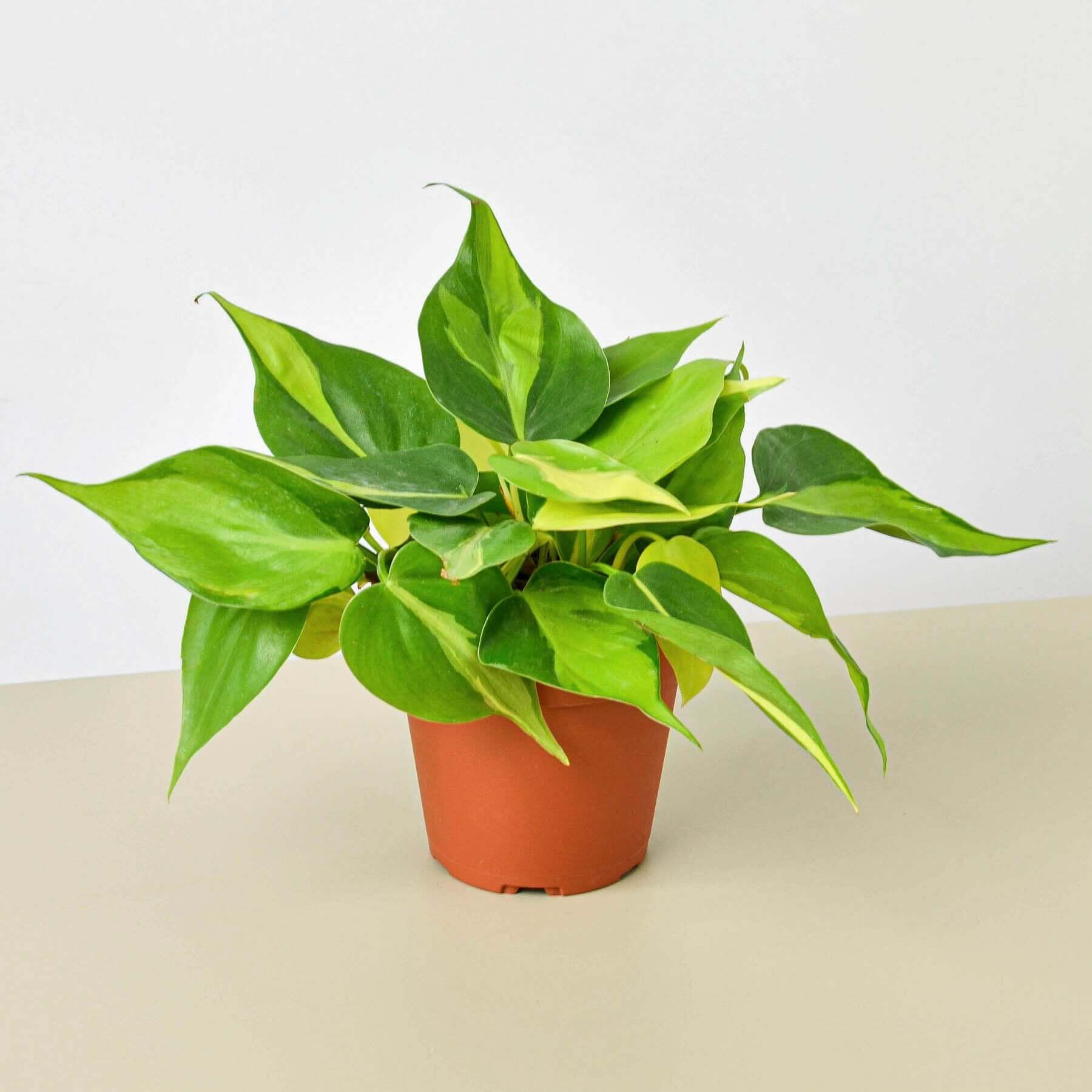 Philodendron Hederaceum - Brasil | Modern house plants that clean the air