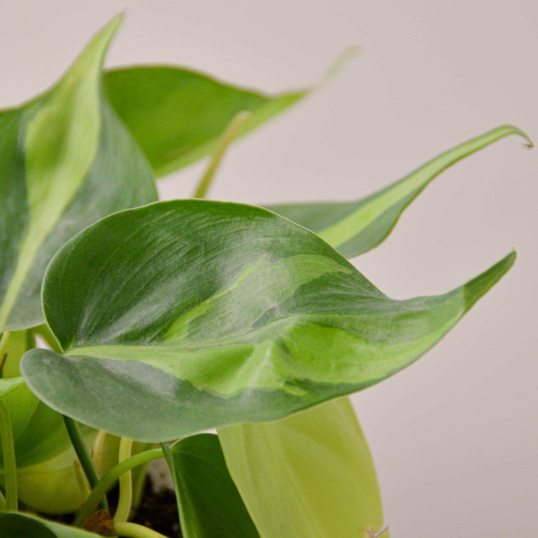 Philodendron Hederaceum - Brasil | Modern house plants that clean the air