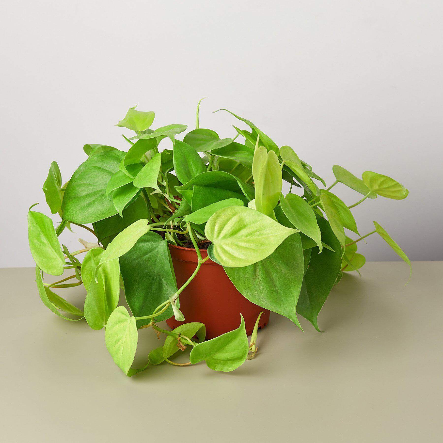 Philodendron Cordatum - Neon | Modern house plants that clean the air