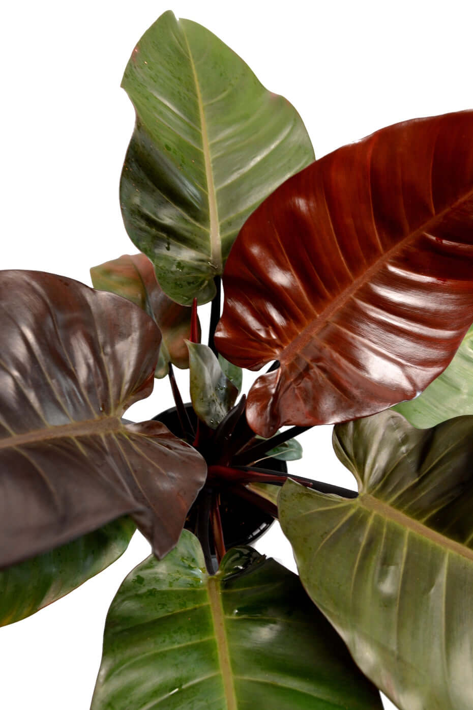 Philodendron Black Cardinal | Modern house plants that clean the air