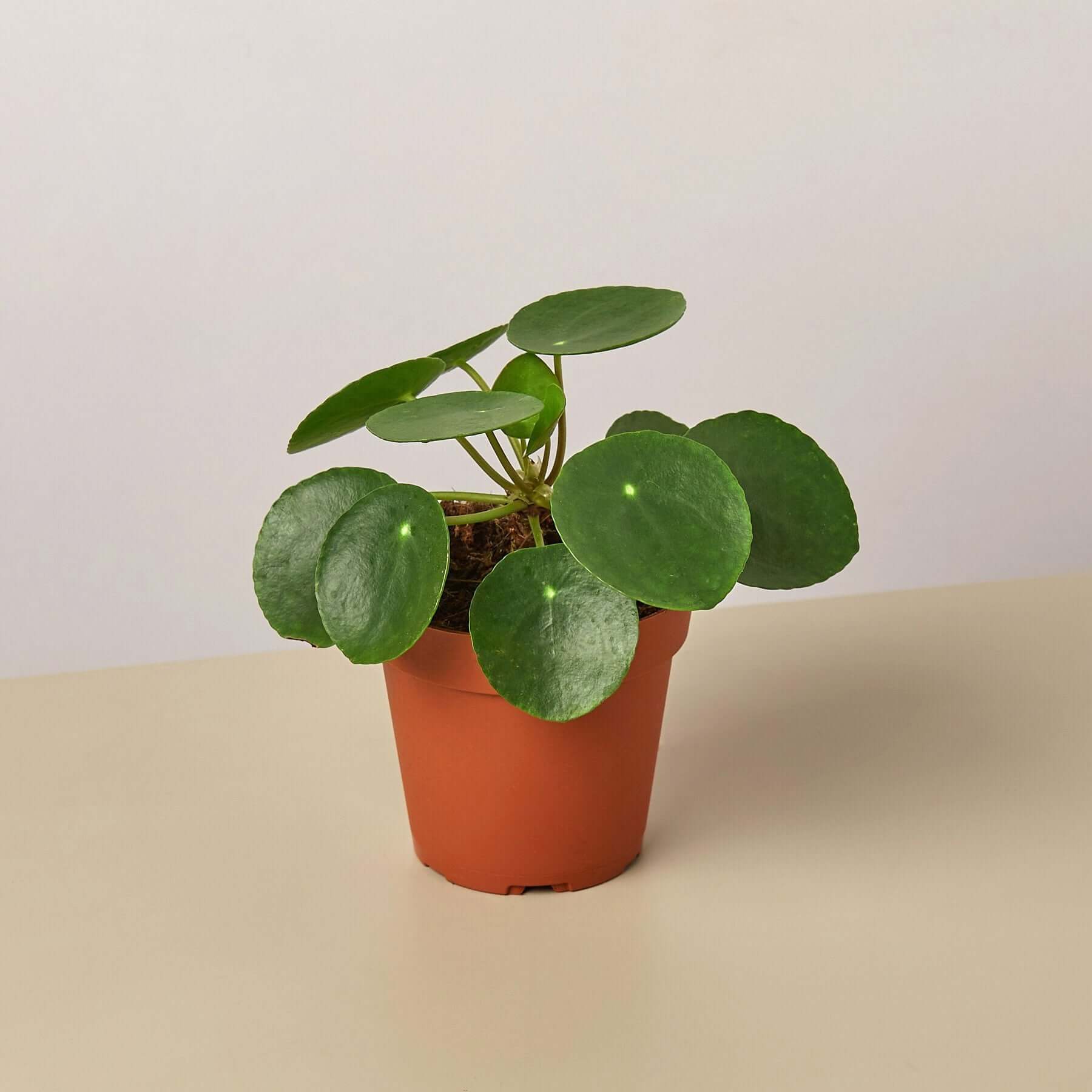 Pilea Peperomioides - Chinese Money Plant | Modern house plants that clean the air