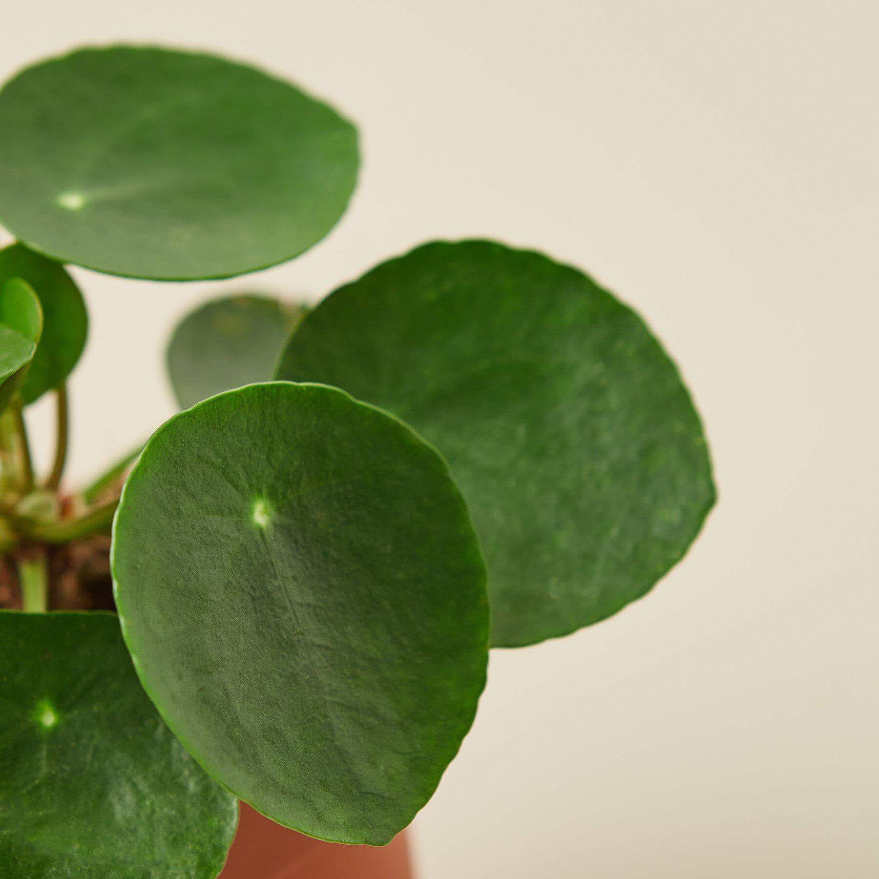Pilea Peperomioides - Chinese Money Plant | Modern house plants that clean the air