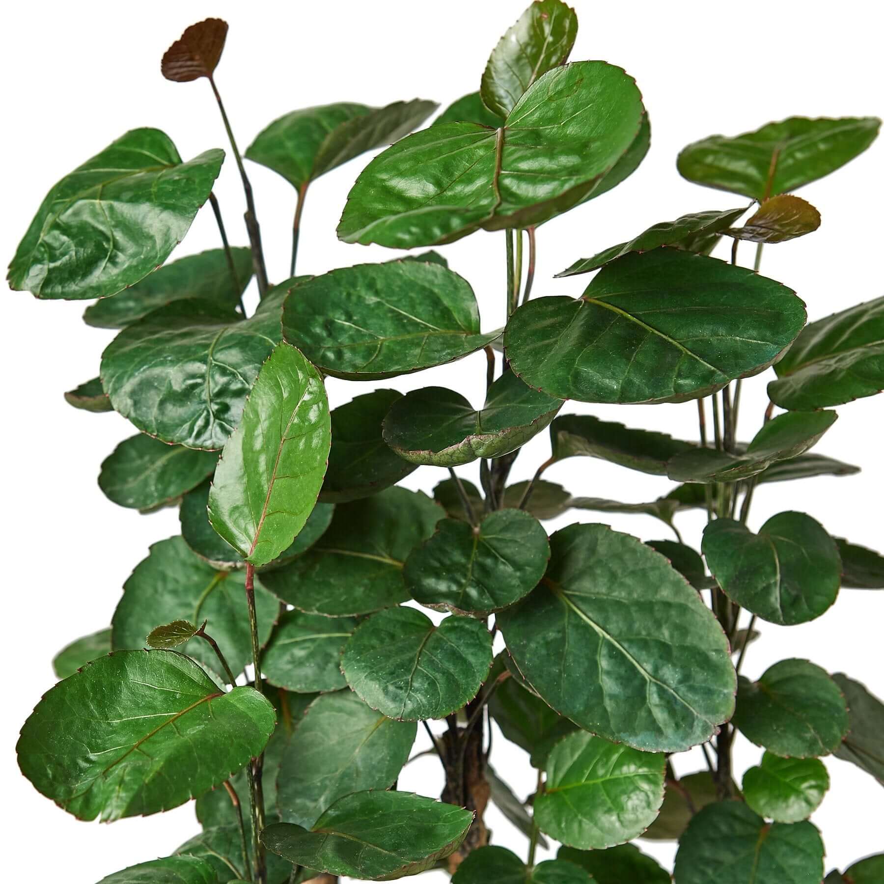 Polyscias Scutellaria - Aralia Fabian Stump | Modern house plants that clean the air