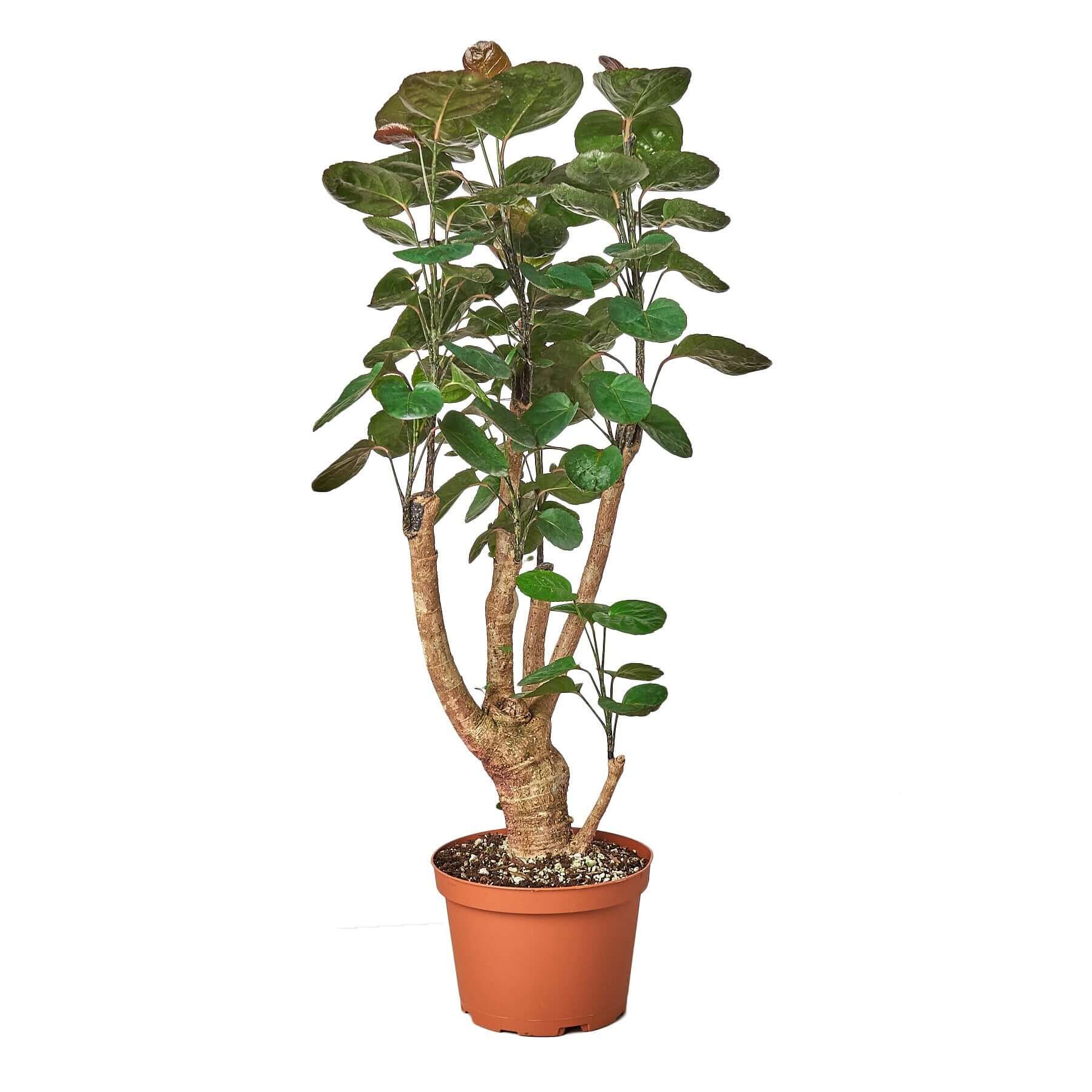 Polyscias Scutellaria - Aralia Fabian Stump | Modern house plants that clean the air