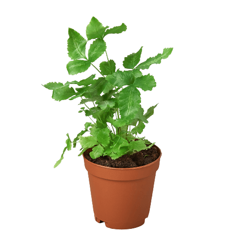 Pteris Cretica 'Albo Fern' | Modern house plants that clean the air