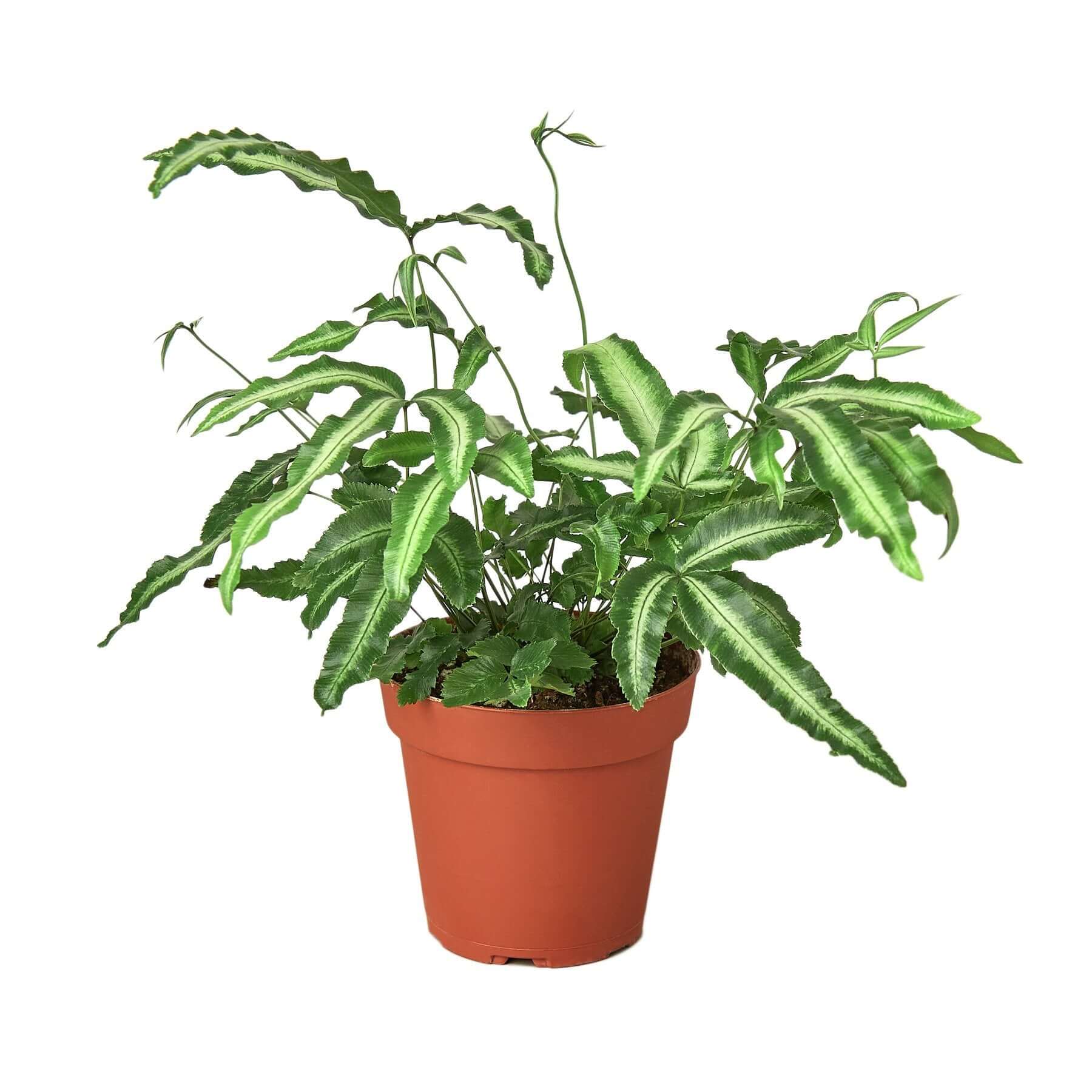 Pteris Cretica 'Albo Fern' | Modern house plants that clean the air