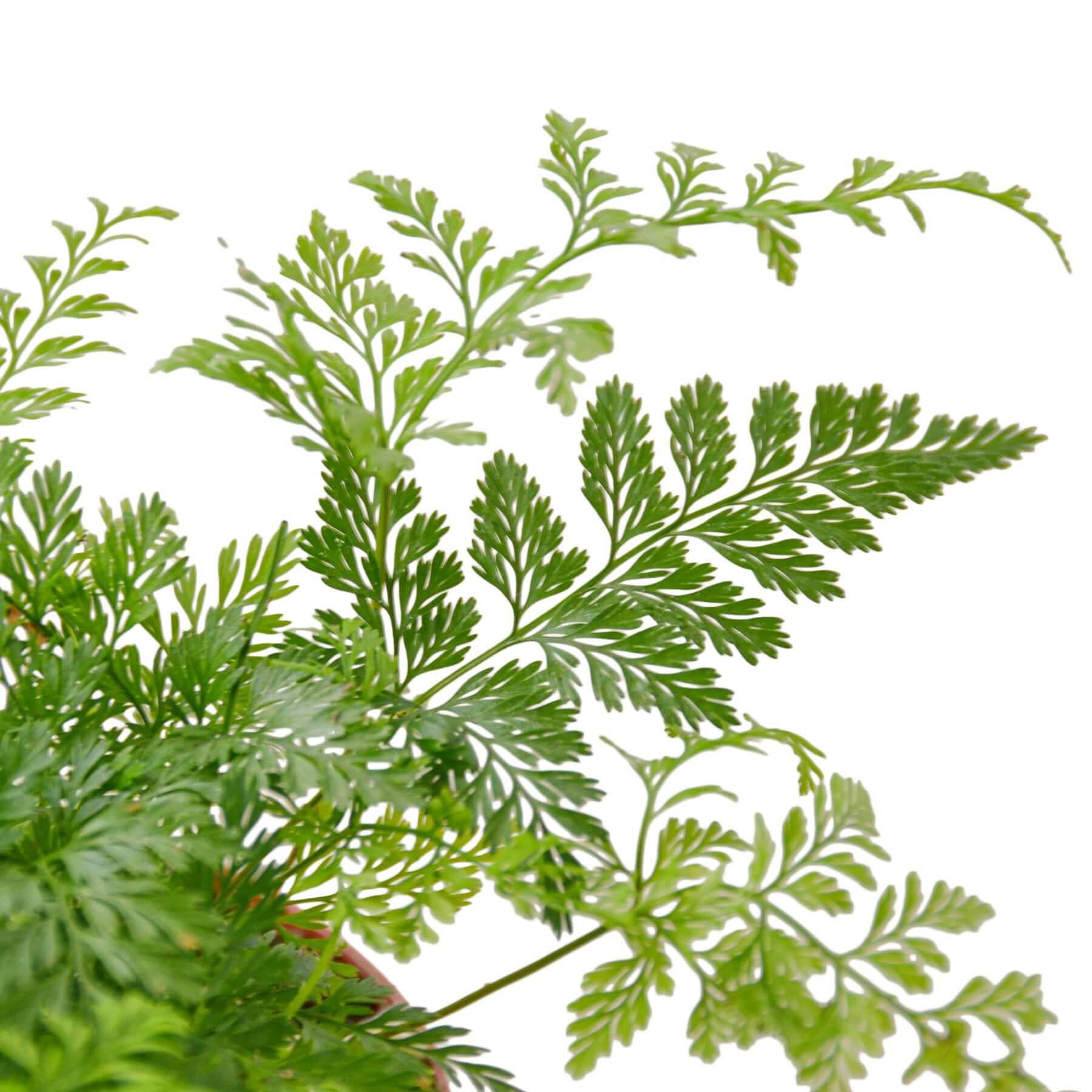 Rabbit's Foot Fern | Modern house plants that clean the air