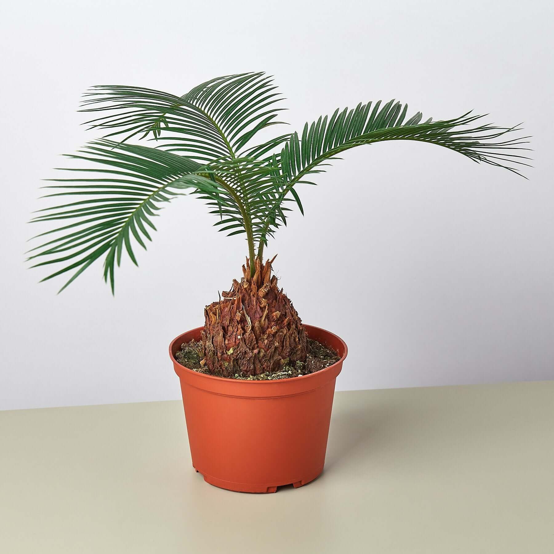 Sago Palm | Modern house plants that clean the air