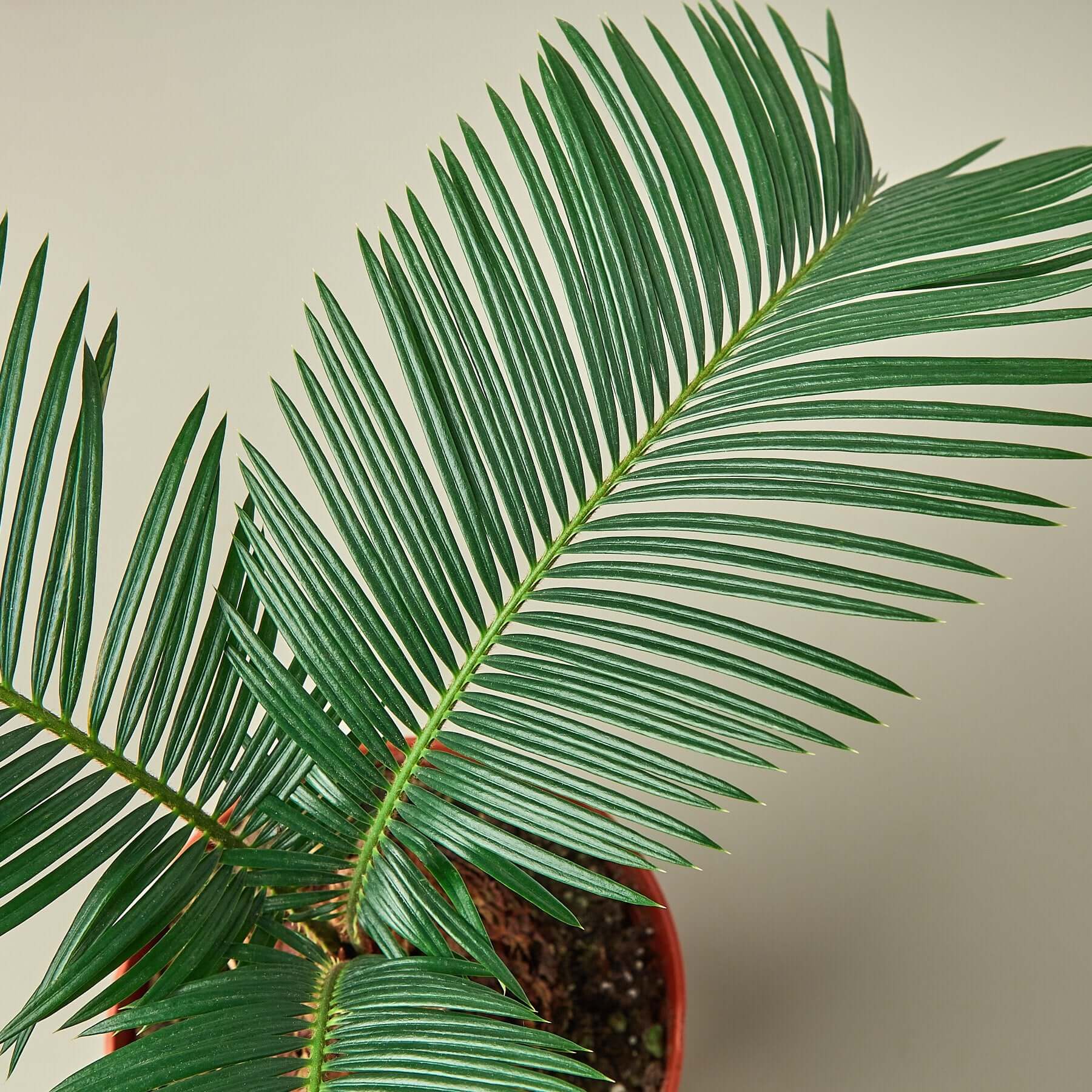 Sago Palm | Modern house plants that clean the air