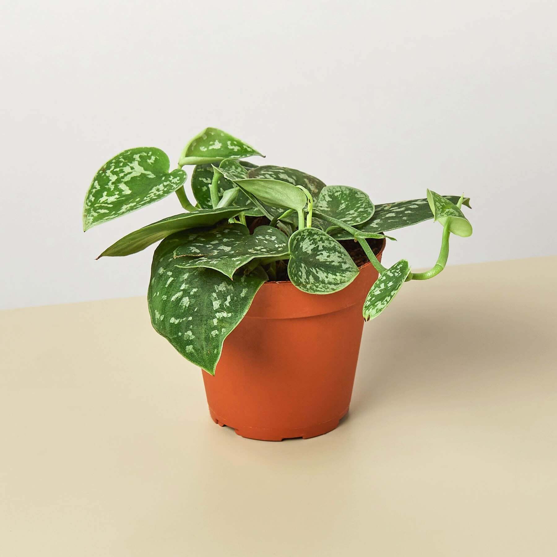 Satin Pothos | Modern house plants that clean the air