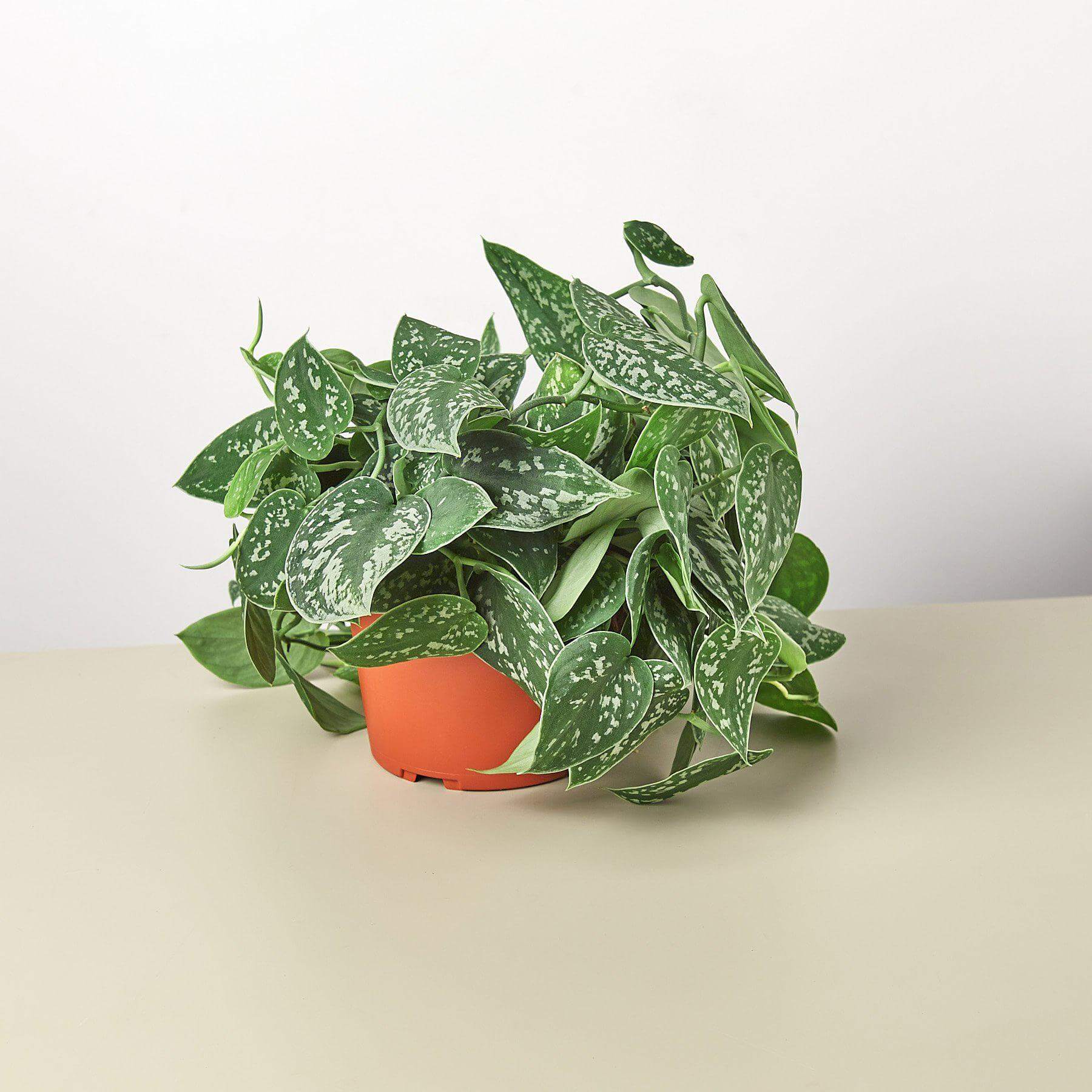 Satin Pothos | Modern house plants that clean the air