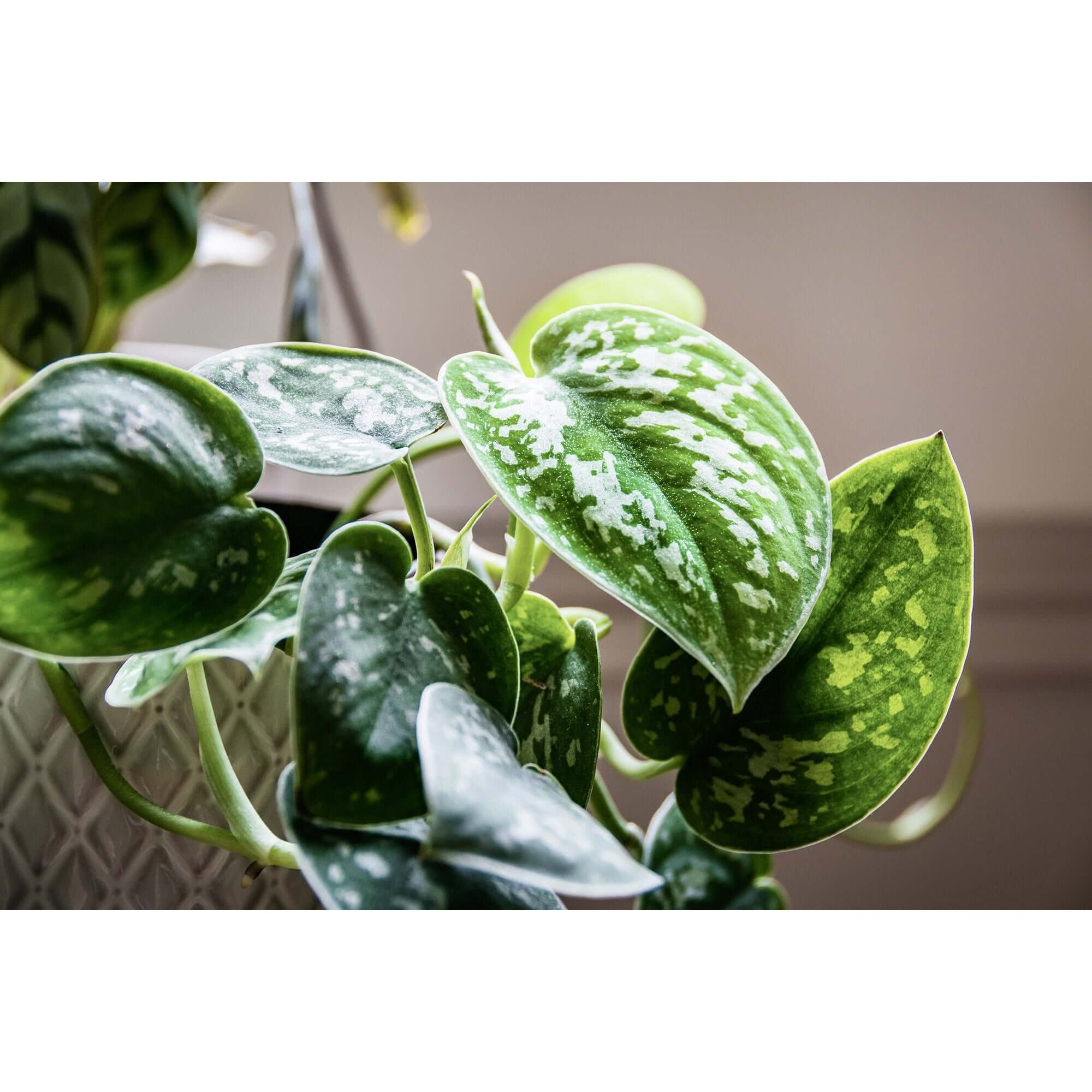 Satin Pothos | Modern house plants that clean the air