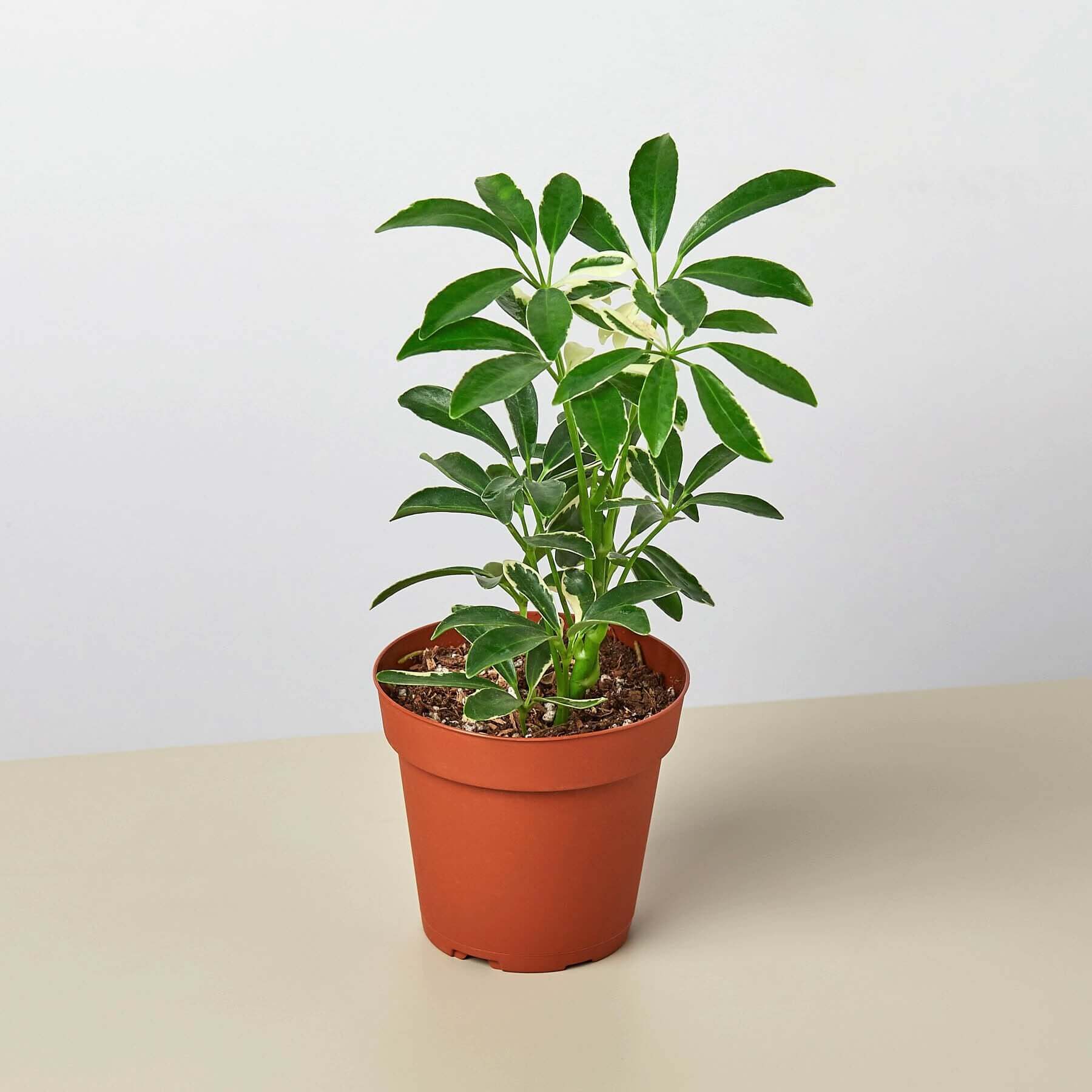 Schefflera Arboricola - Moonlight | Modern house plants that clean the air