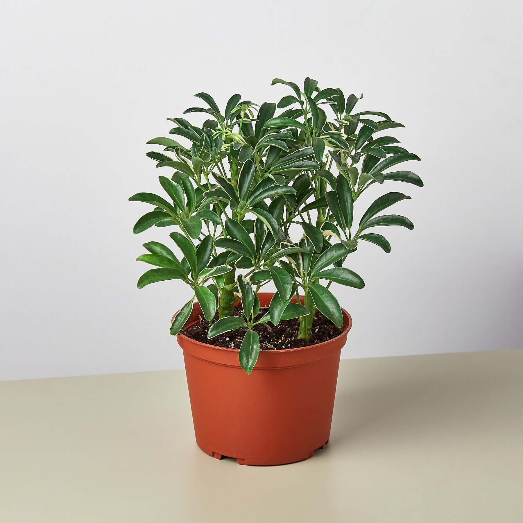 Schefflera Arboricola - Moonlight | Modern house plants that clean the air