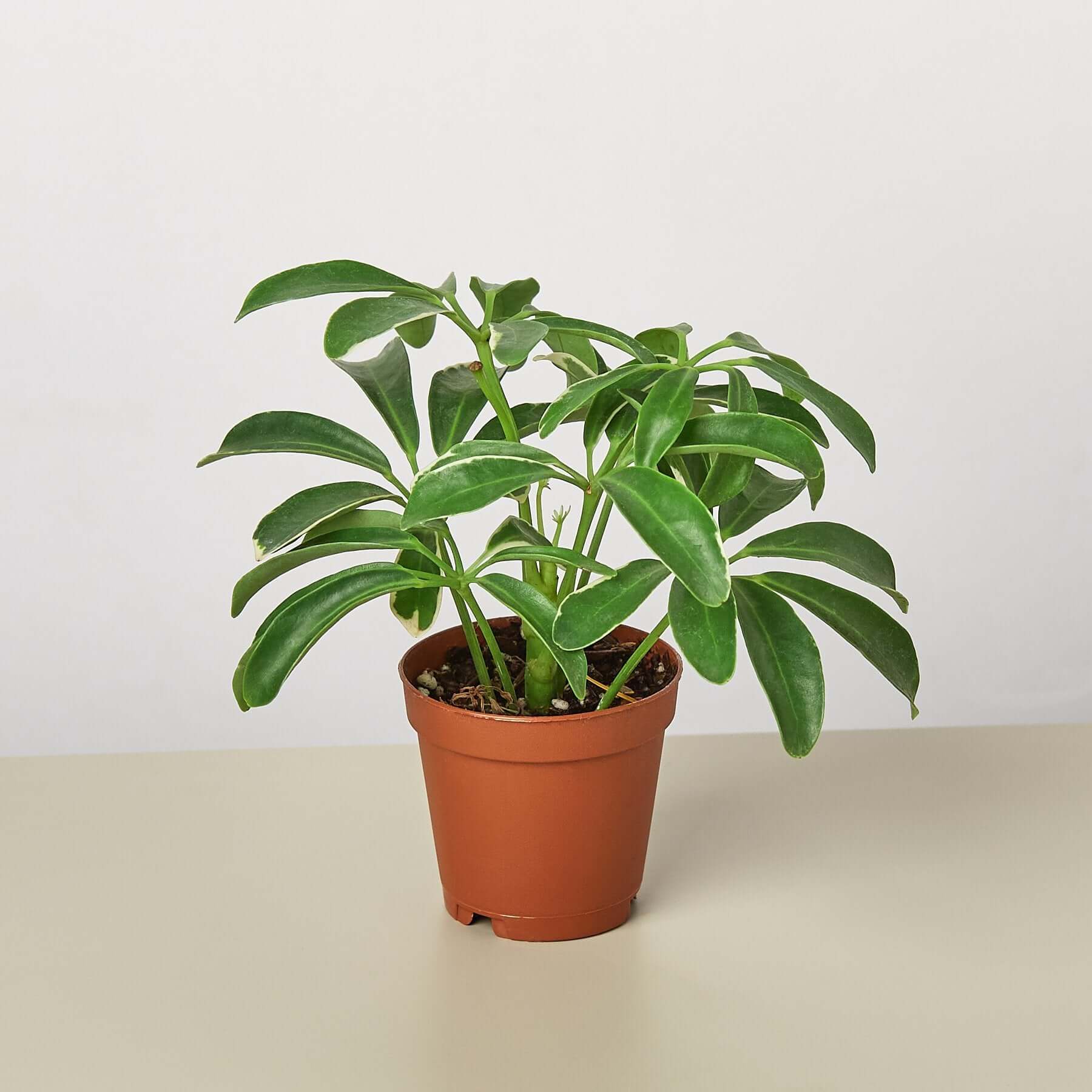 Schefflera Arboricola - Umbrella Plant | Modern house plants that clean the air