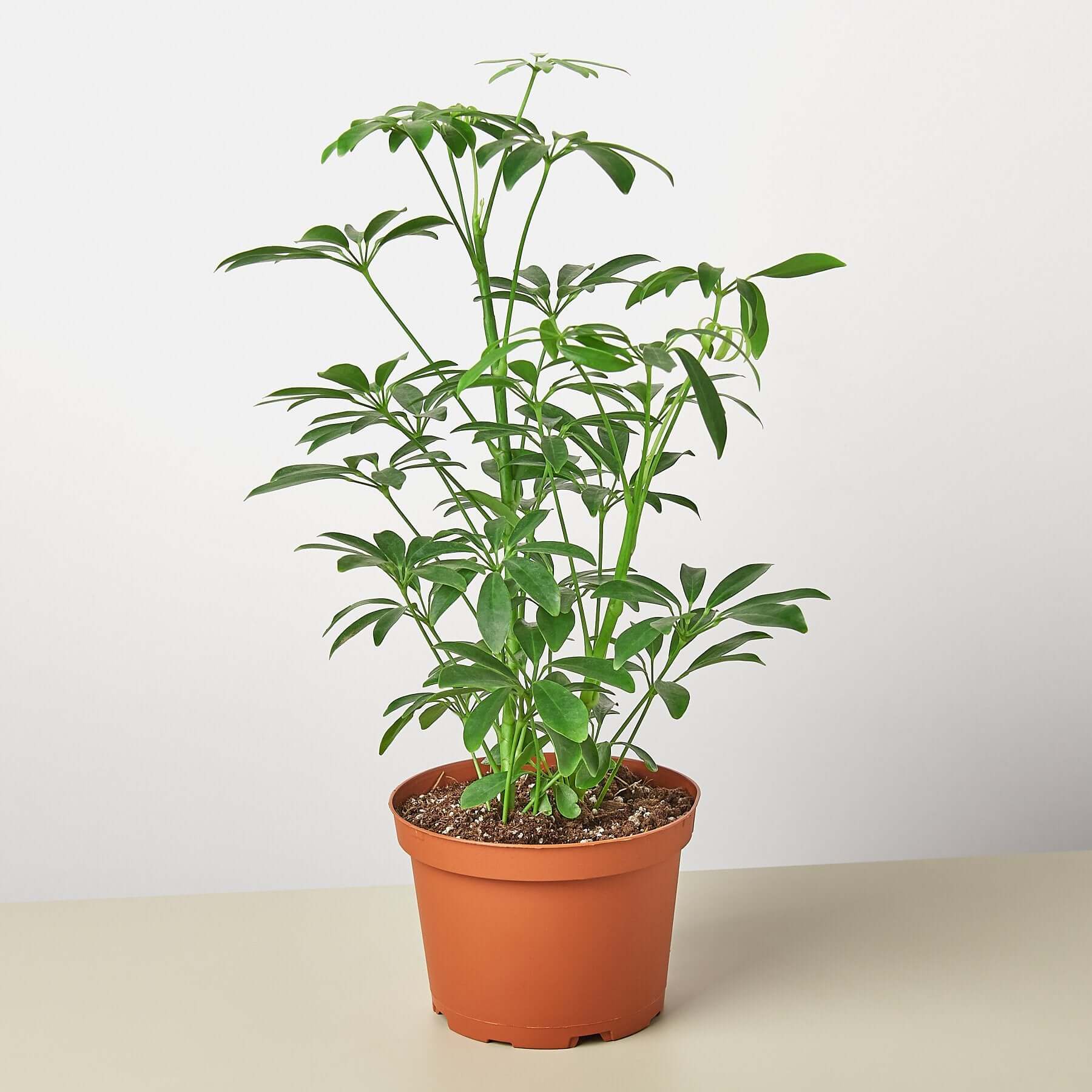 Schefflera Arboricola - Umbrella Plant | Modern house plants that clean the air