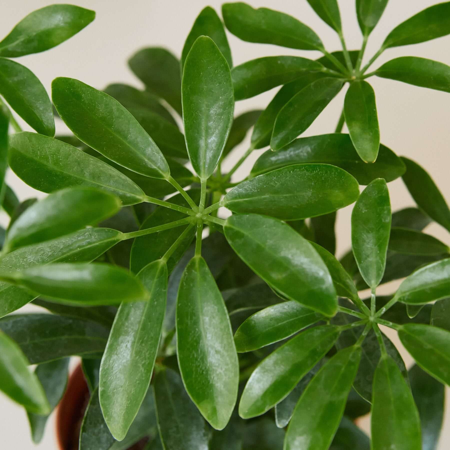 Schefflera Arboricola - Umbrella Plant | Modern house plants that clean the air
