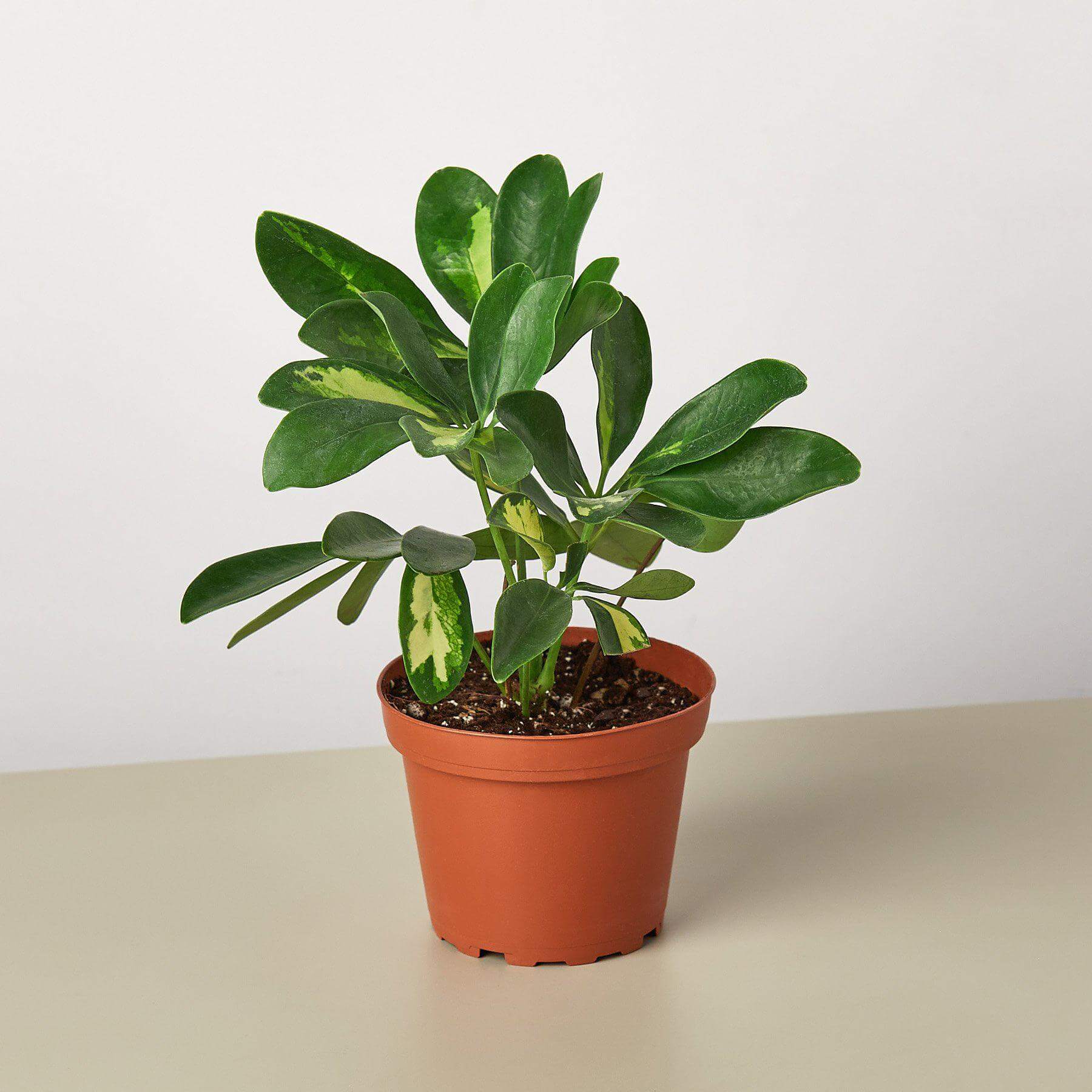 Schefflera Arboricola - Variegated | Modern house plants that clean the air