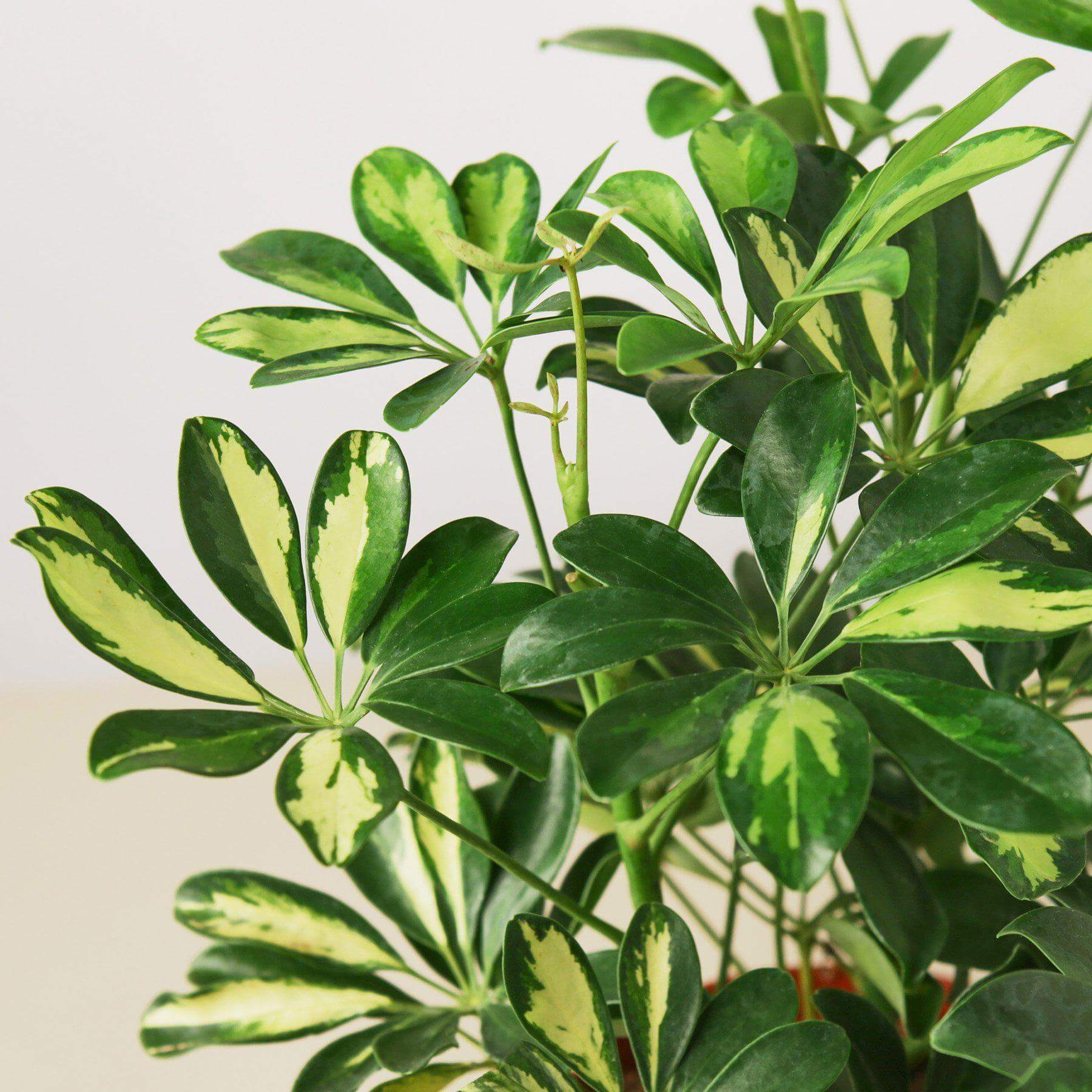 Schefflera Arboricola - Variegated | Modern house plants that clean the air