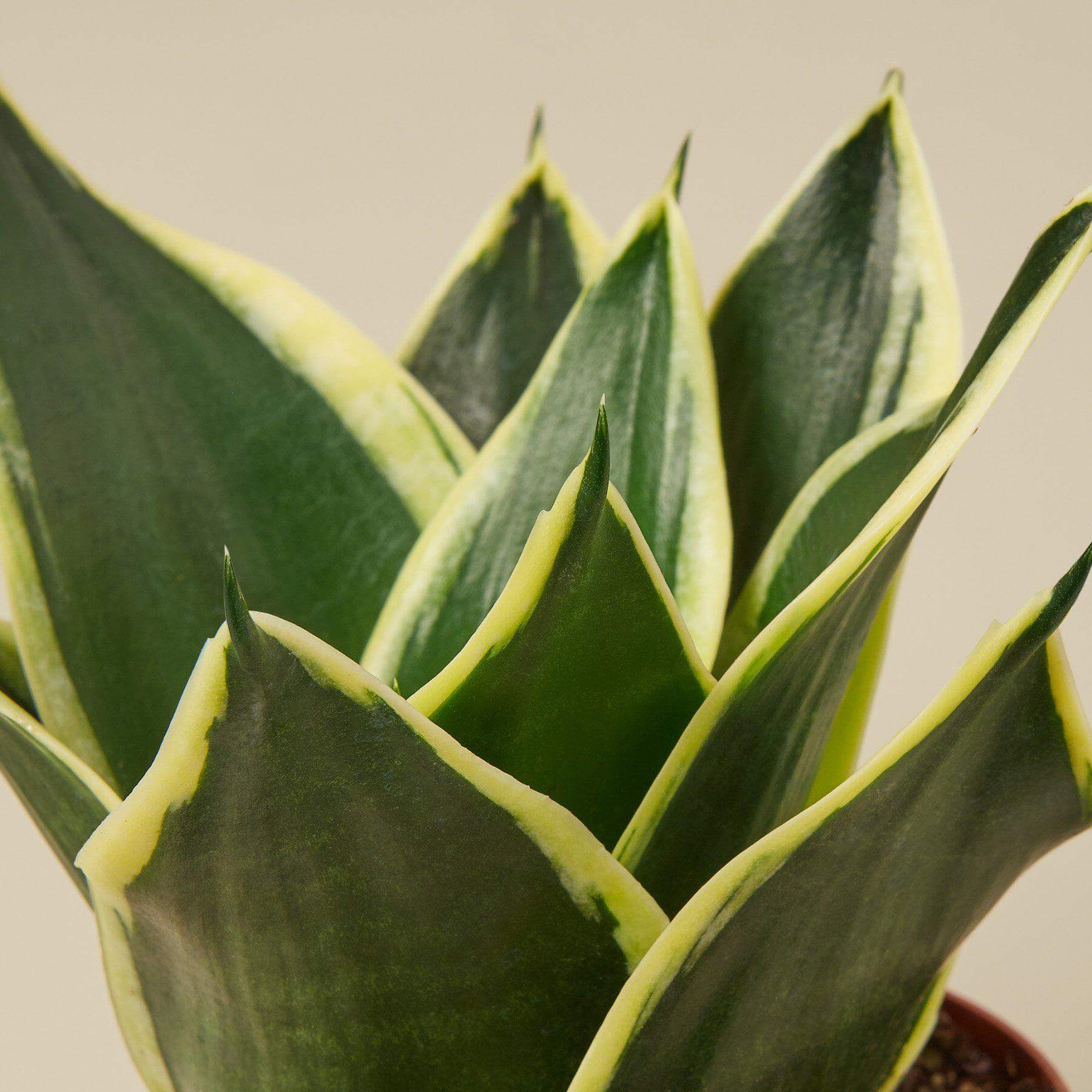 Snake Plant - Black Gold | Modern house plants that clean the air