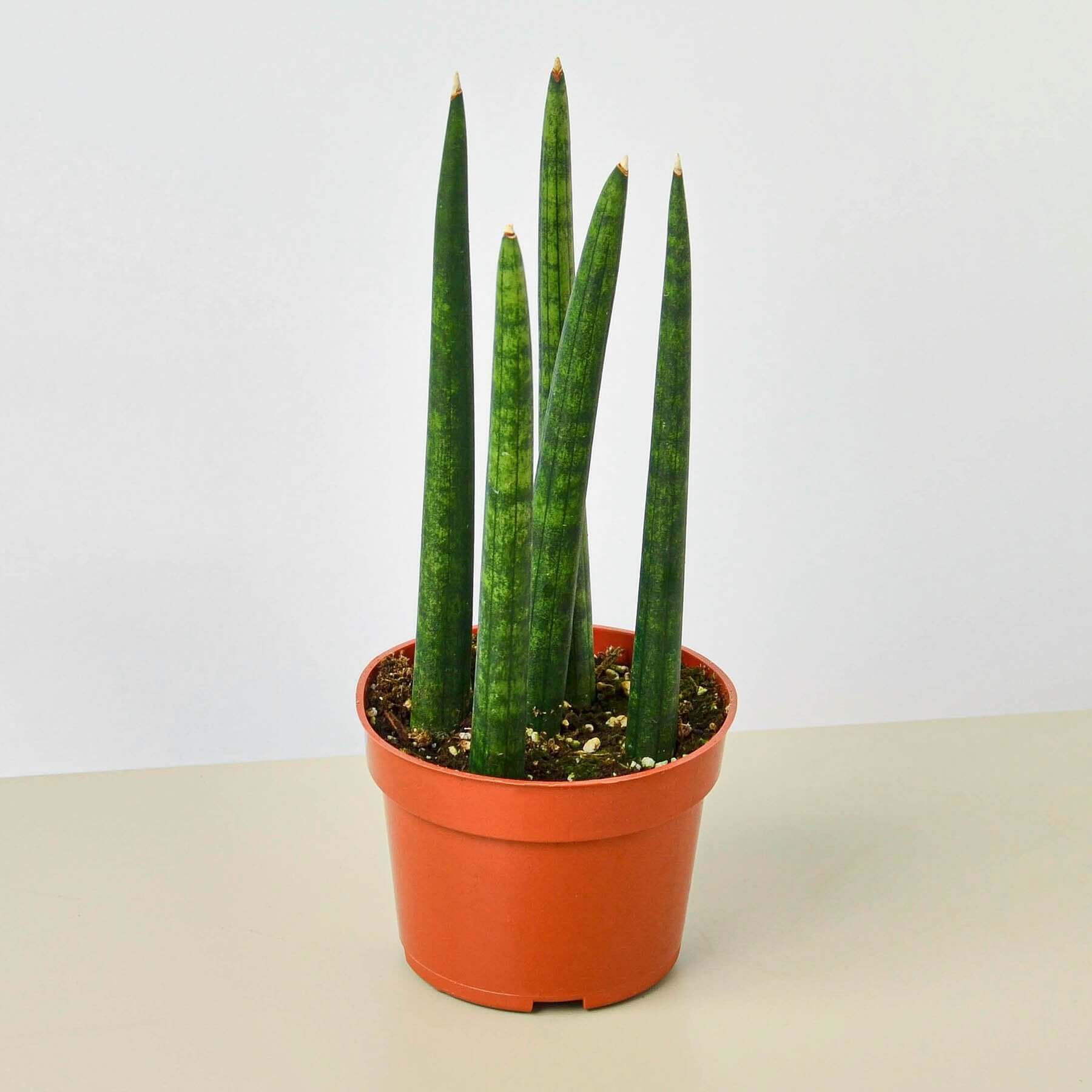Snake Plant - Cylindrica | Modern house plants that clean the air