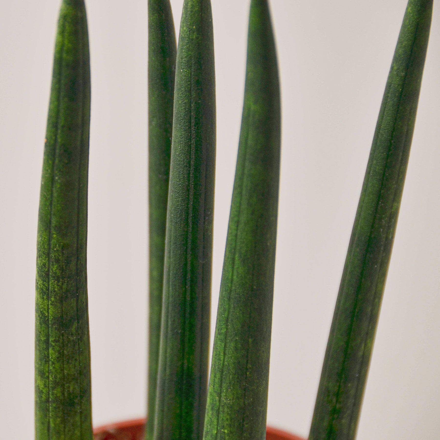 Snake Plant - Cylindrica | Modern house plants that clean the air