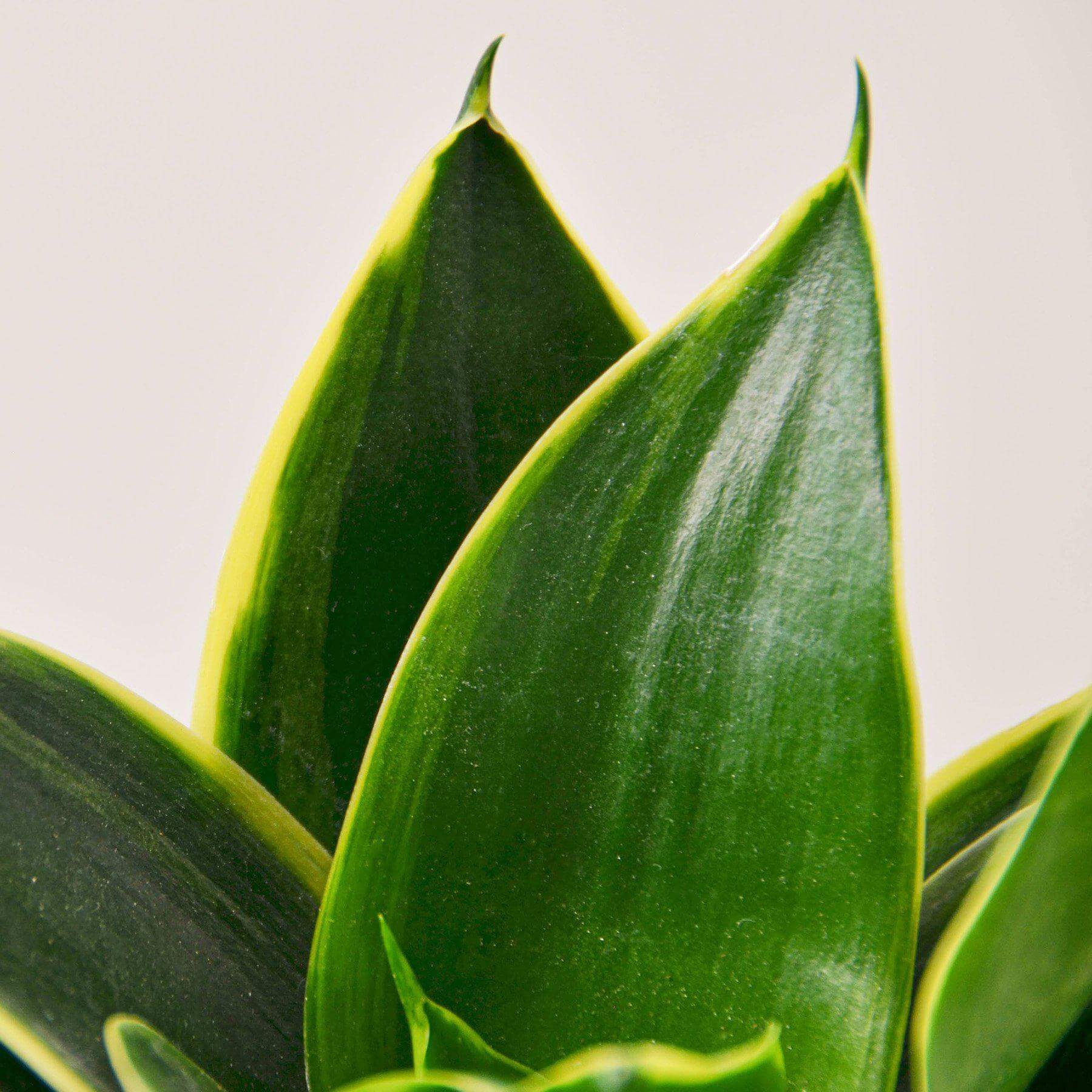 Snake Plant - Emerald Star | Modern house plants that clean the air