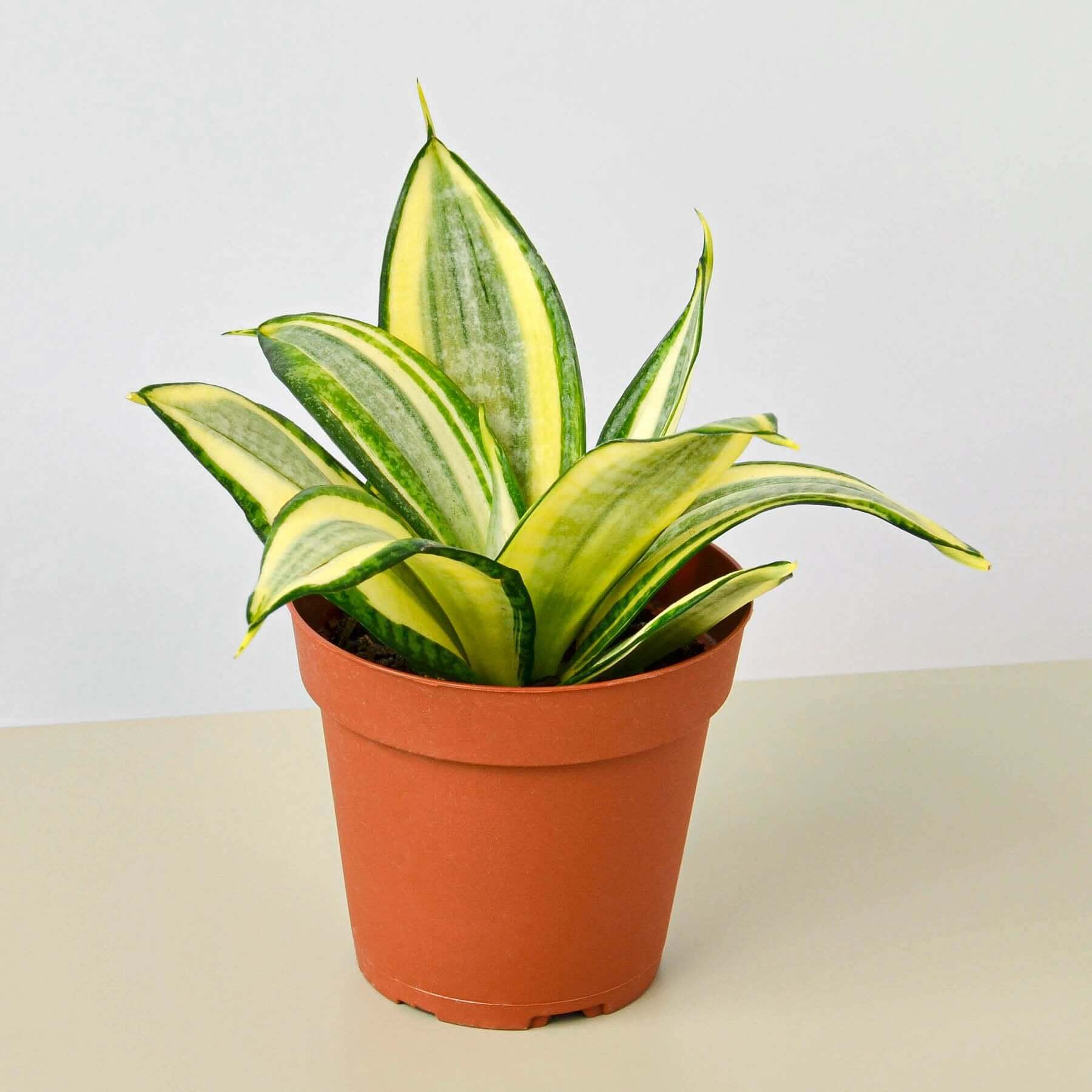 Snake Plant - Gold Hahnii | Modern house plants that clean the air
