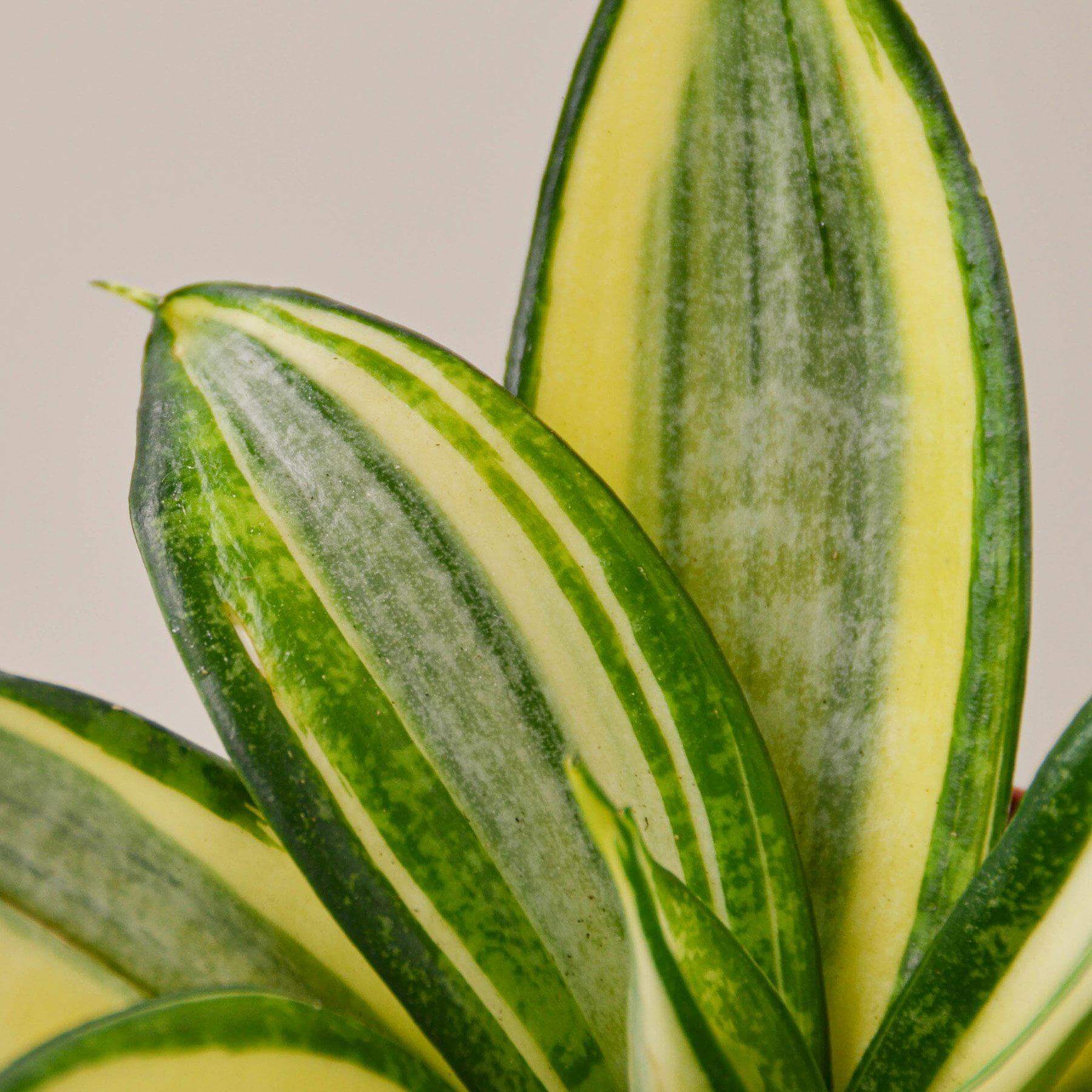 Snake Plant - Gold Hahnii | Modern house plants that clean the air