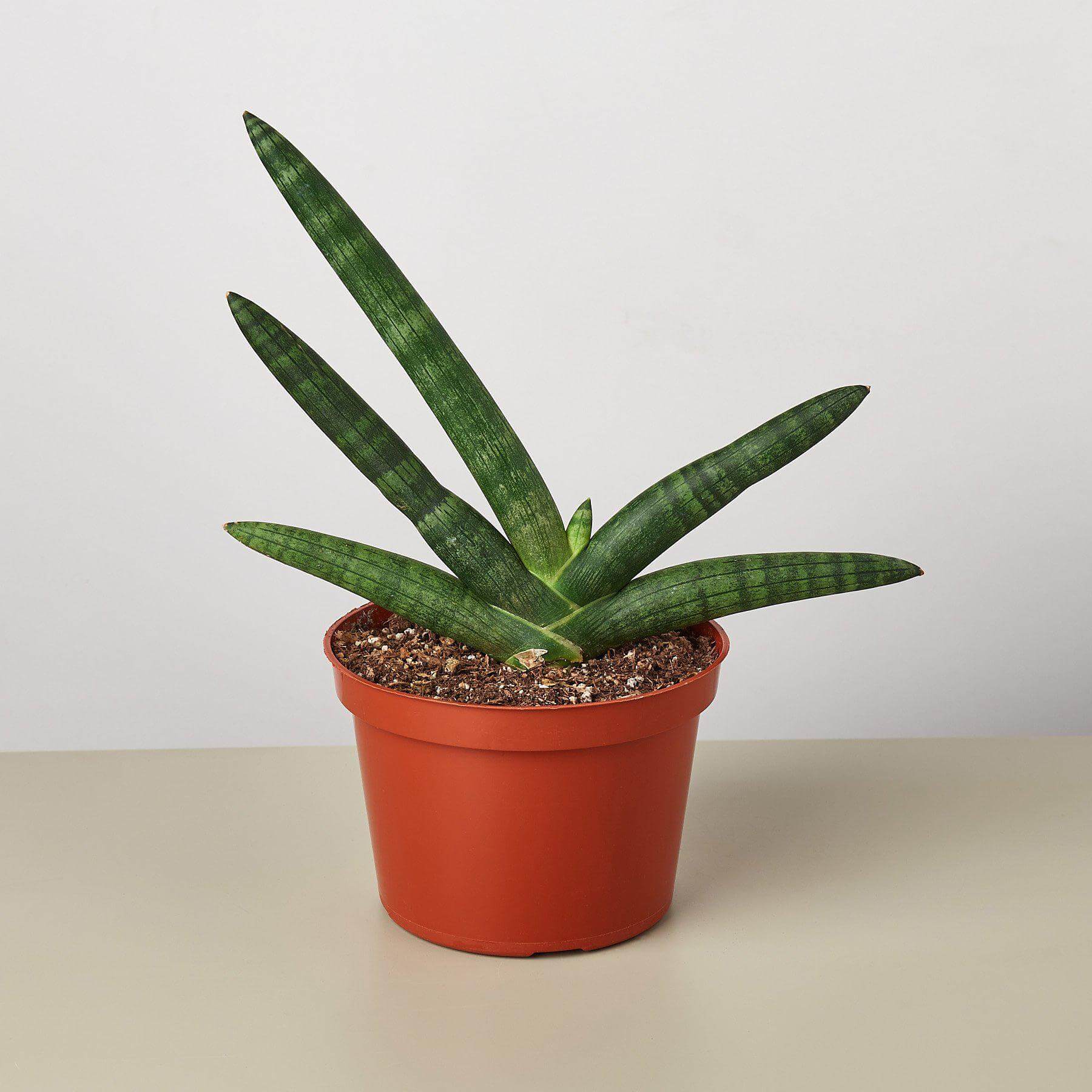 Snake Plant - Starfish | Modern house plants that clean the air