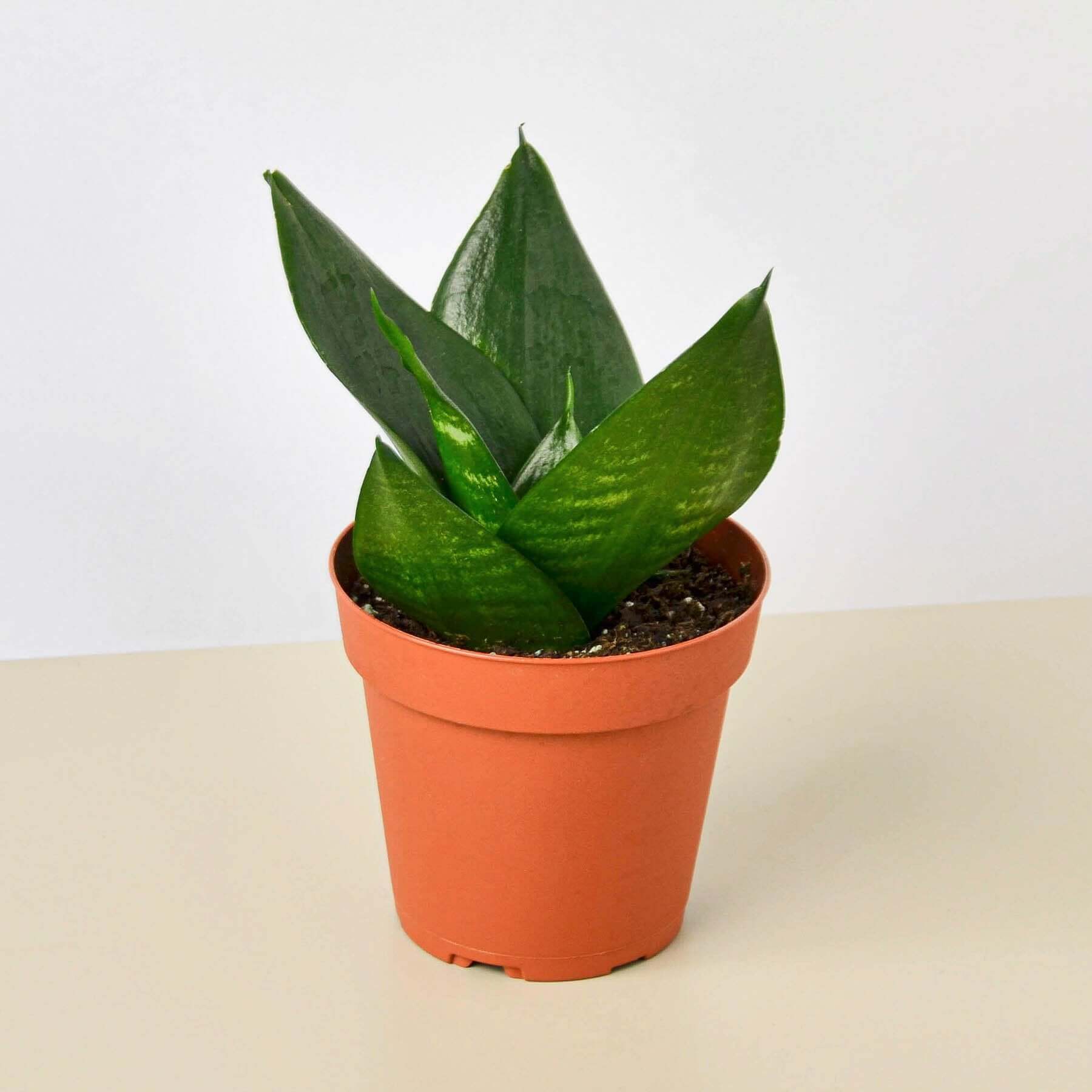 Snake Plant - Jade | Modern house plants that clean the air