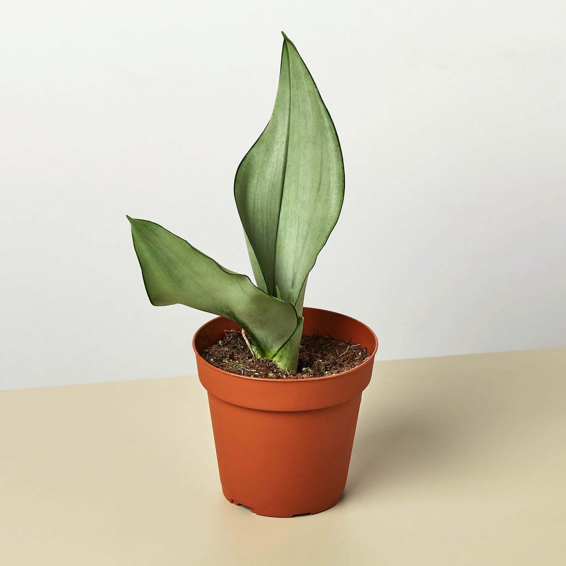 Snake Plant - Moonshine | Modern house plants that clean the air