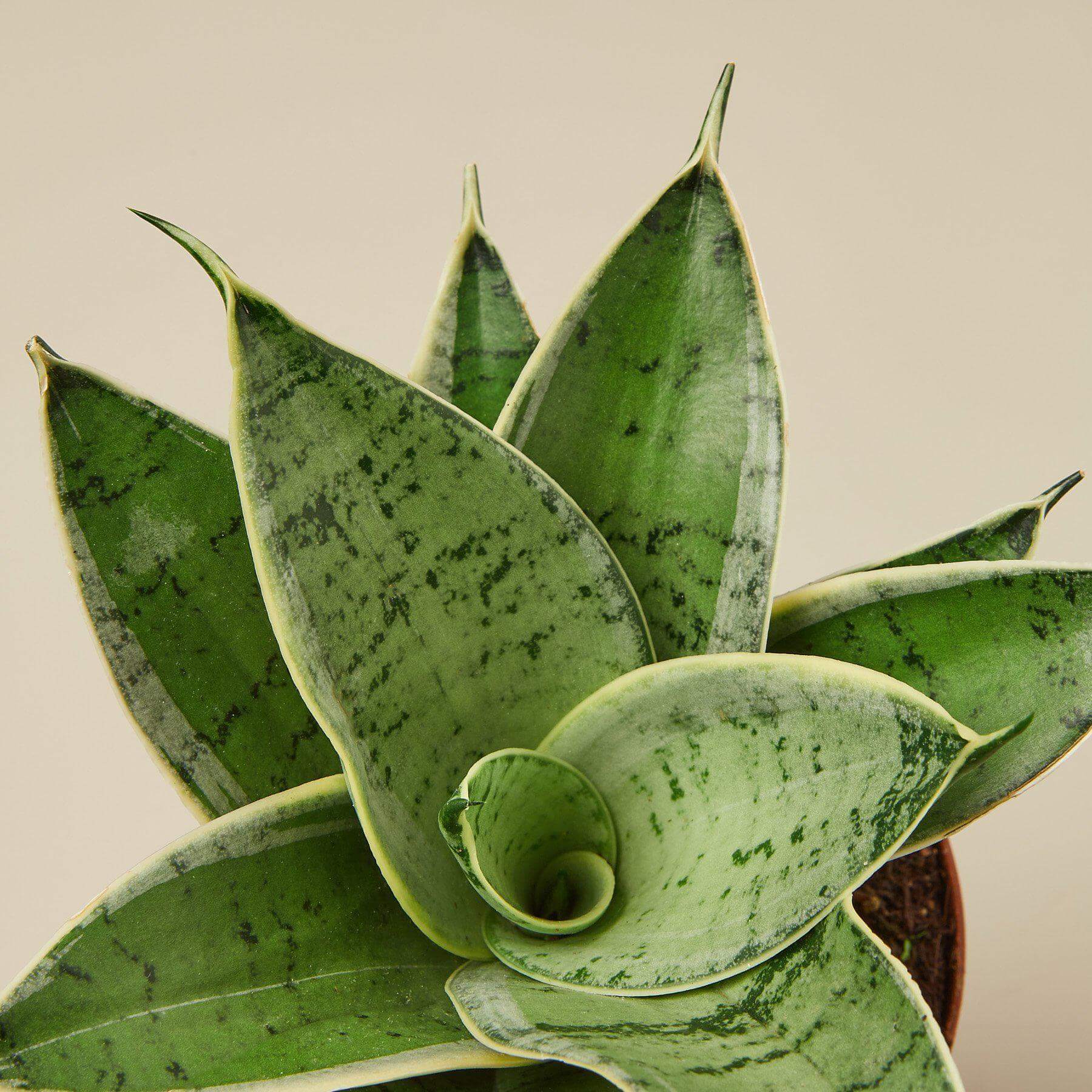 Snake Plant - Starlight | Modern house plants that clean the air