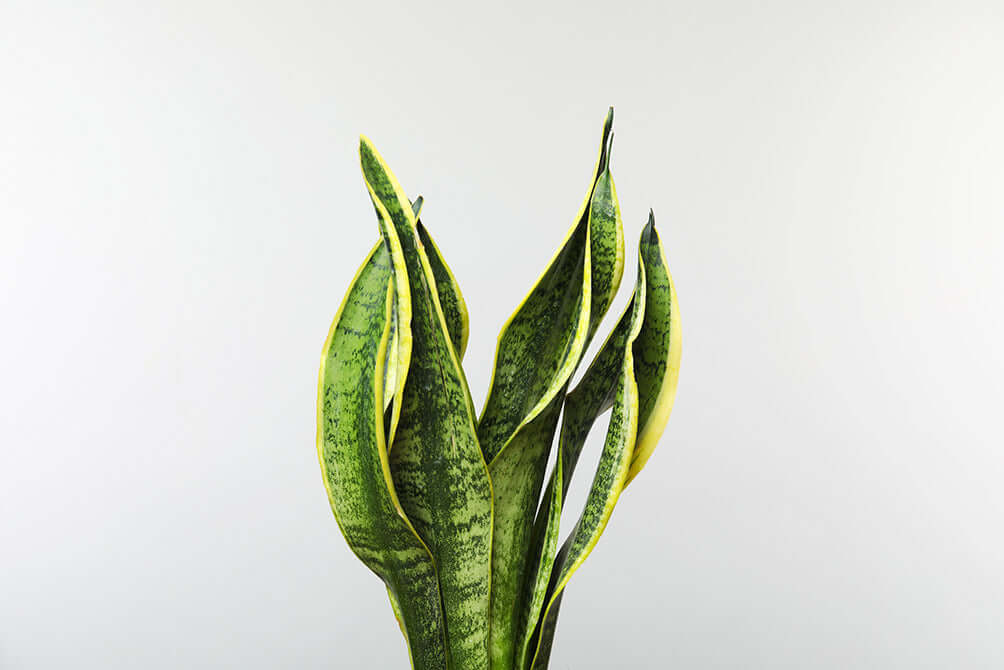 Snake Plant - Laurentii | Modern house plants that clean the air
