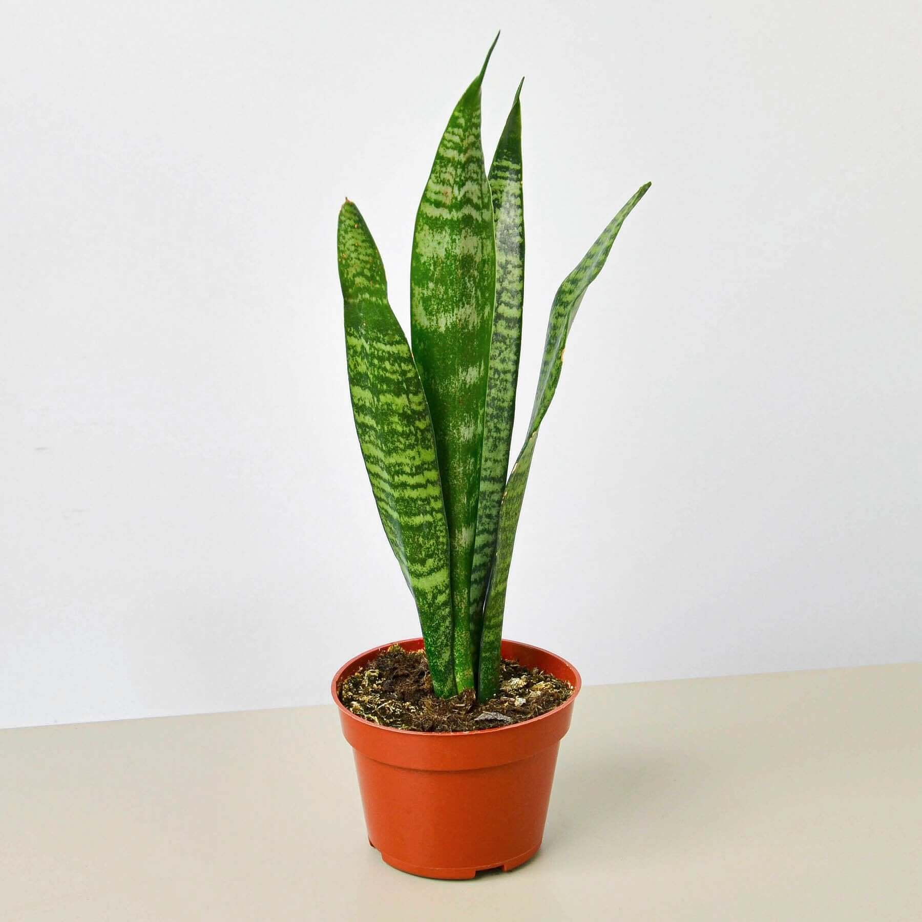 Snake Plant - Zeylanica | Modern house plants that clean the air