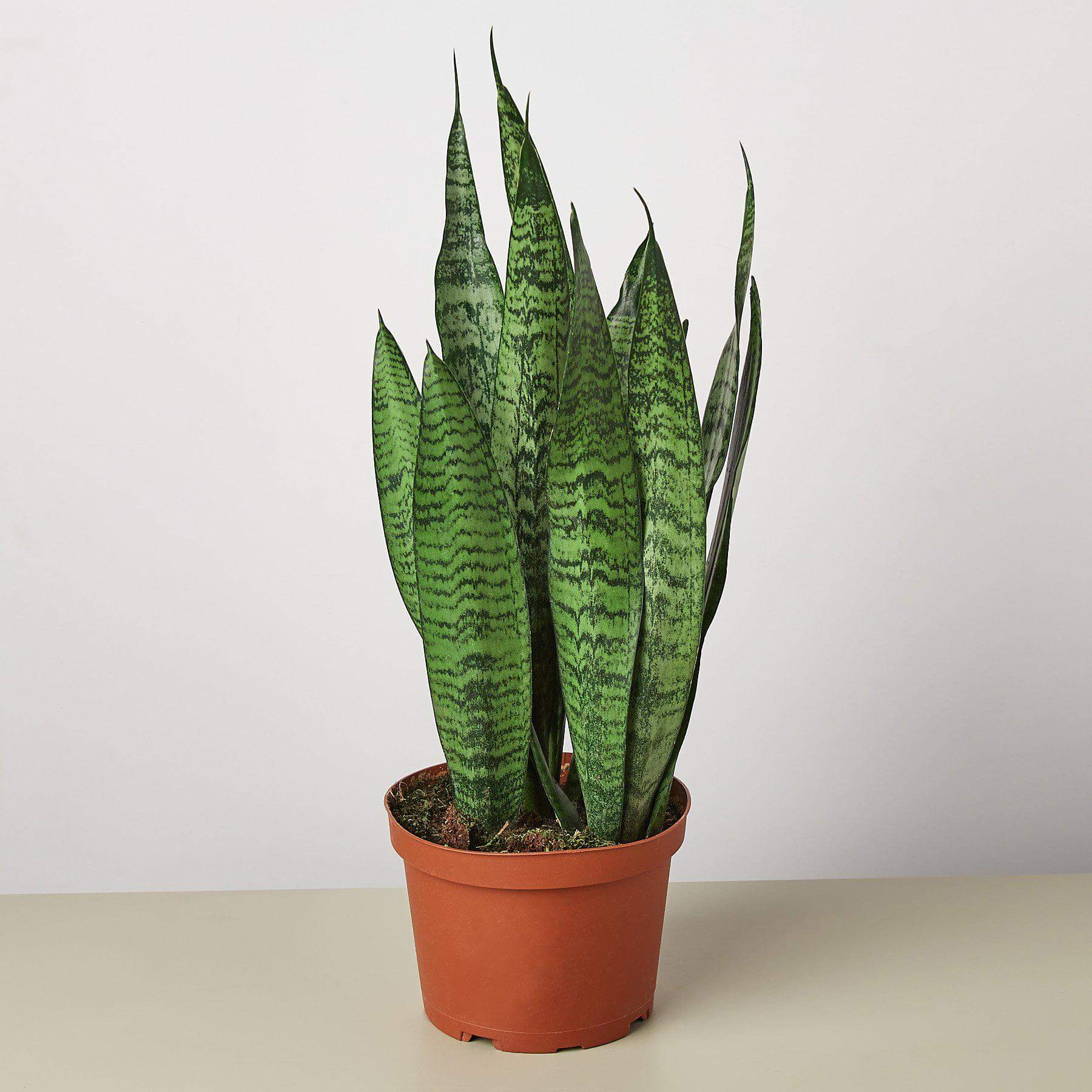 Snake Plant - Zeylanica | Modern house plants that clean the air