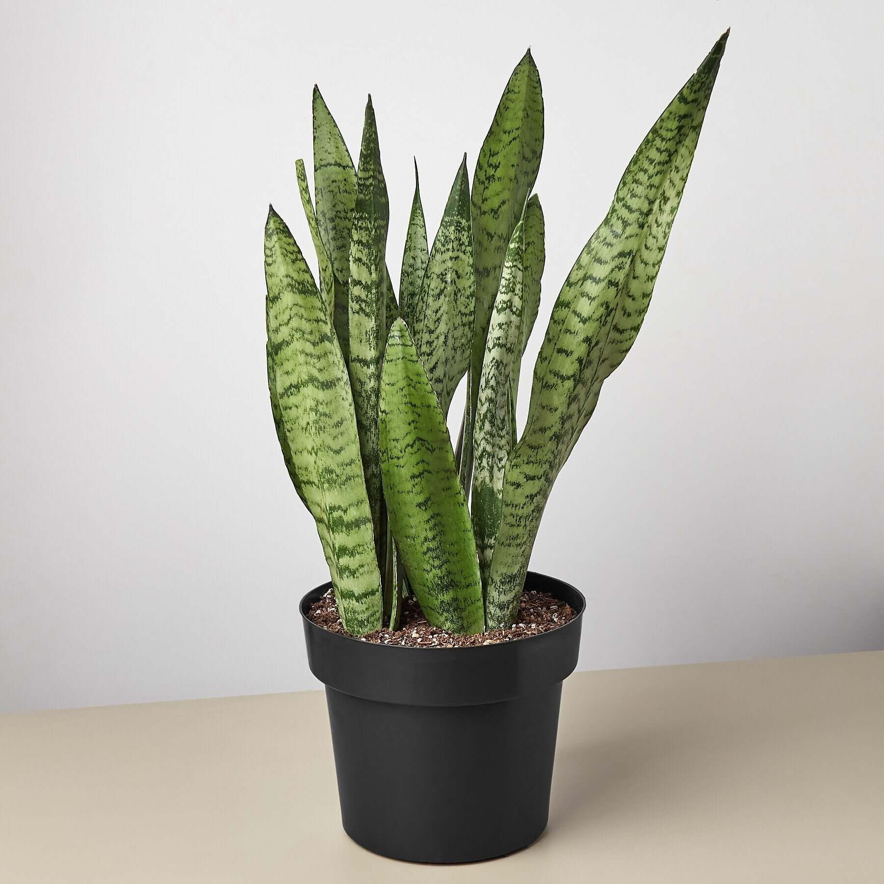 Snake Plant - Zeylanica | Modern house plants that clean the air