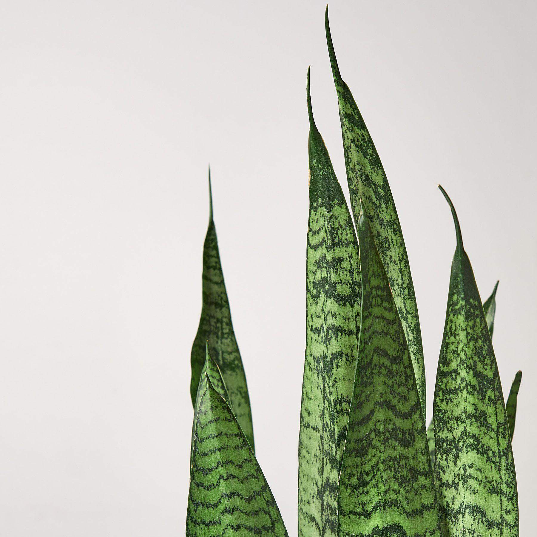 Snake Plant - Zeylanica | Modern house plants that clean the air