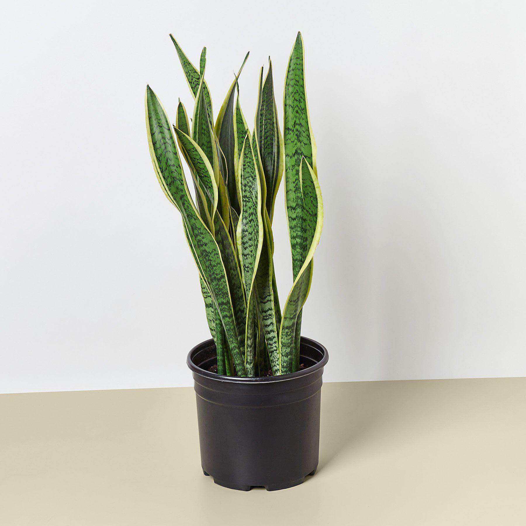 Snake Plant - Laurentii | Modern house plants that clean the air